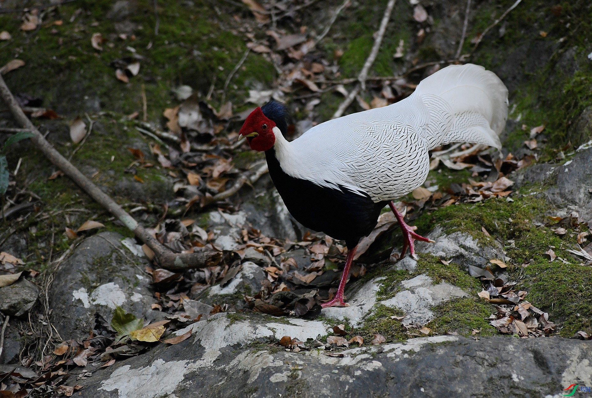 DSC_1866.jpg