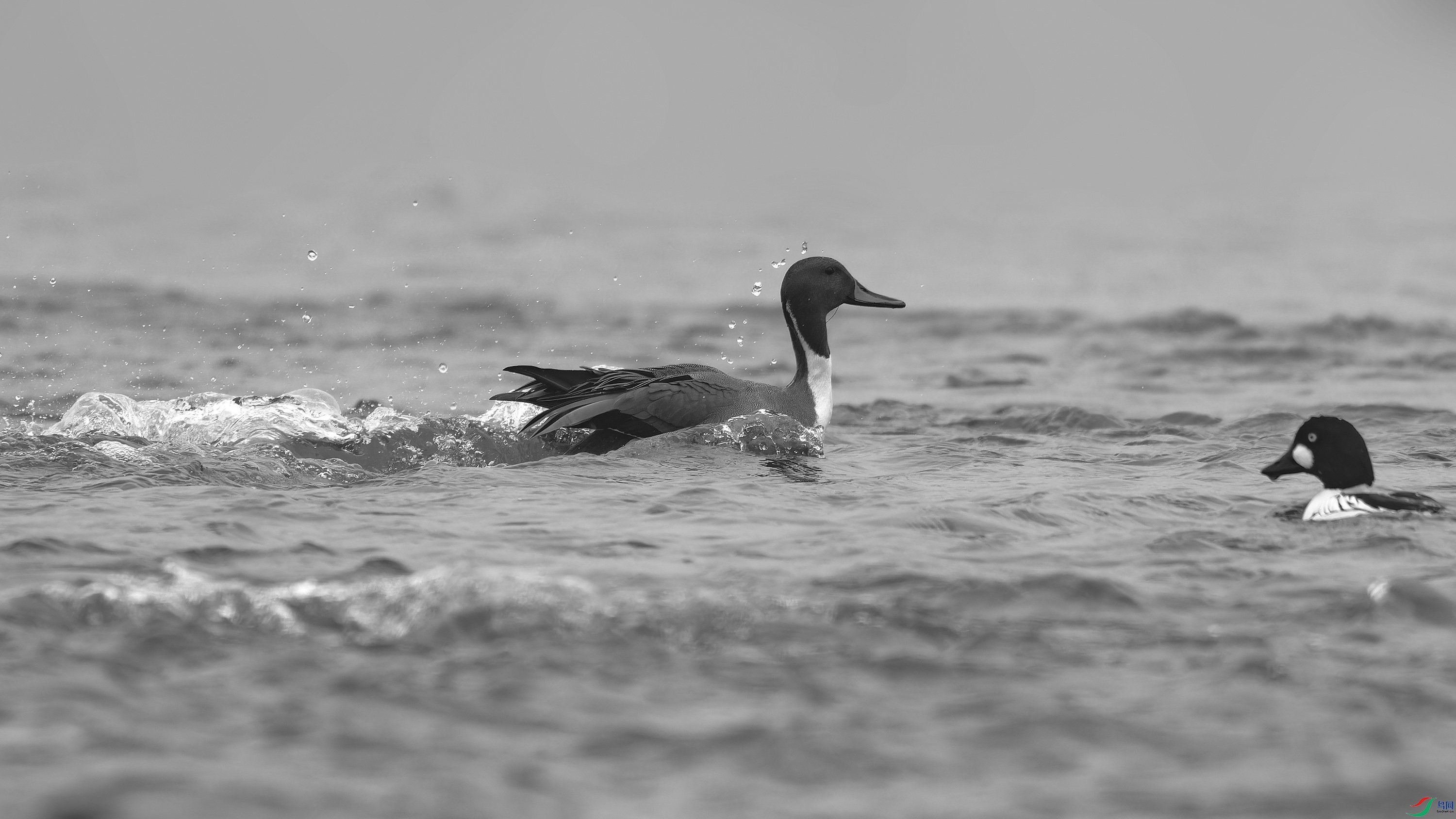 DSC_1180_DxO.jpg