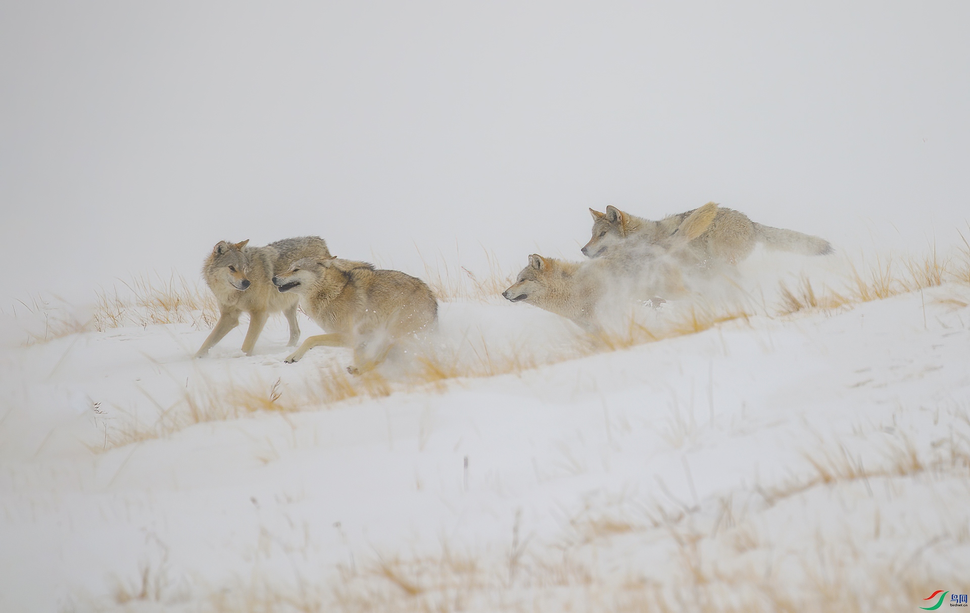 046_3S5A8070  ��ѩҰ��Ϸ���ɸ������꣩.jpg