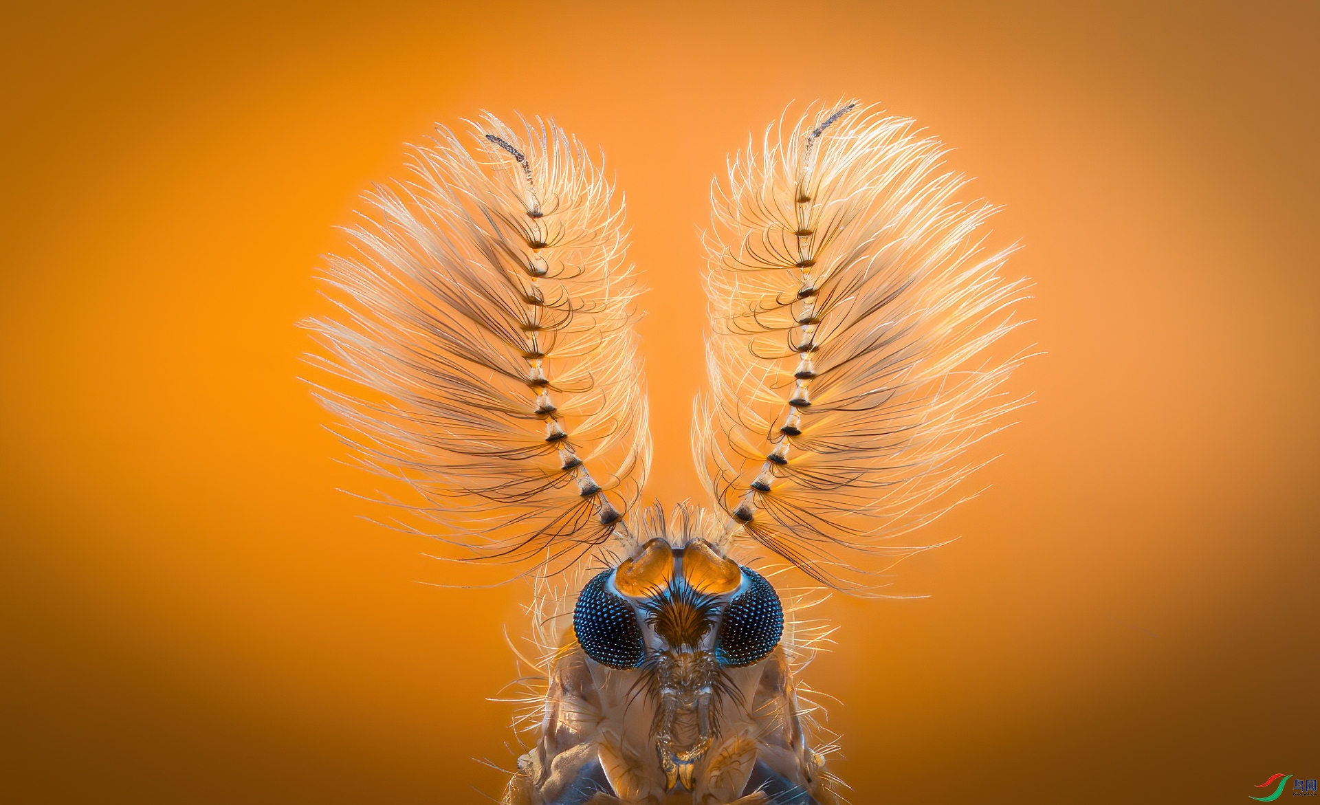 450_ҡ��ͷ�� 춼ͷ�.jpg