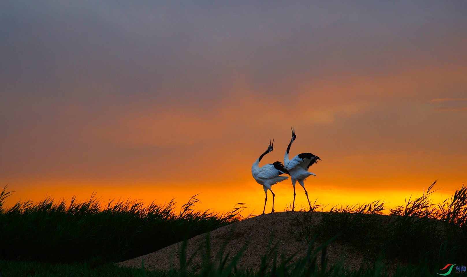 ��Ϧ��Ⱦ�𣬺����Ÿޣ����������� 13916737102.jpg