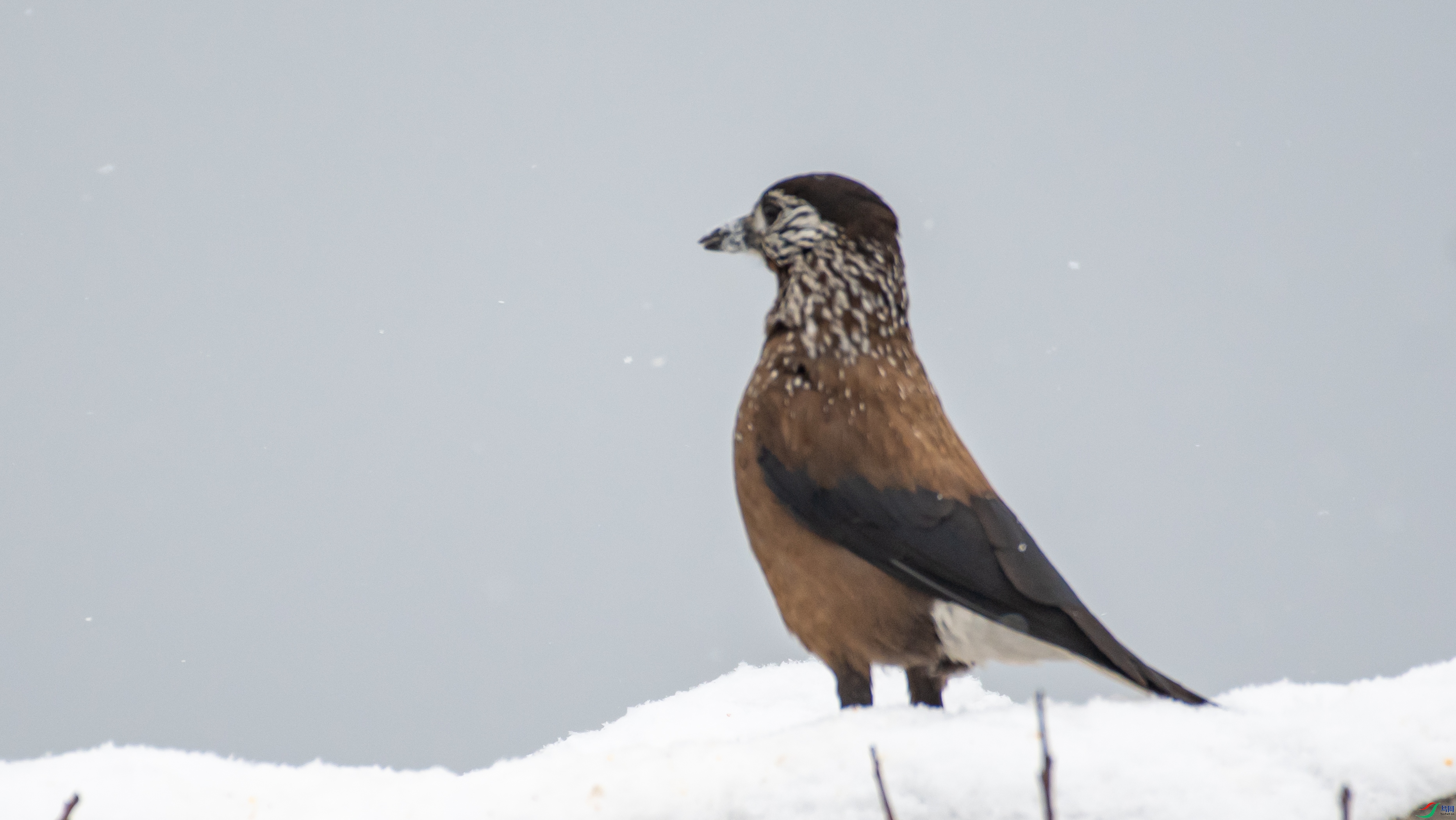 DSC_4949.jpg