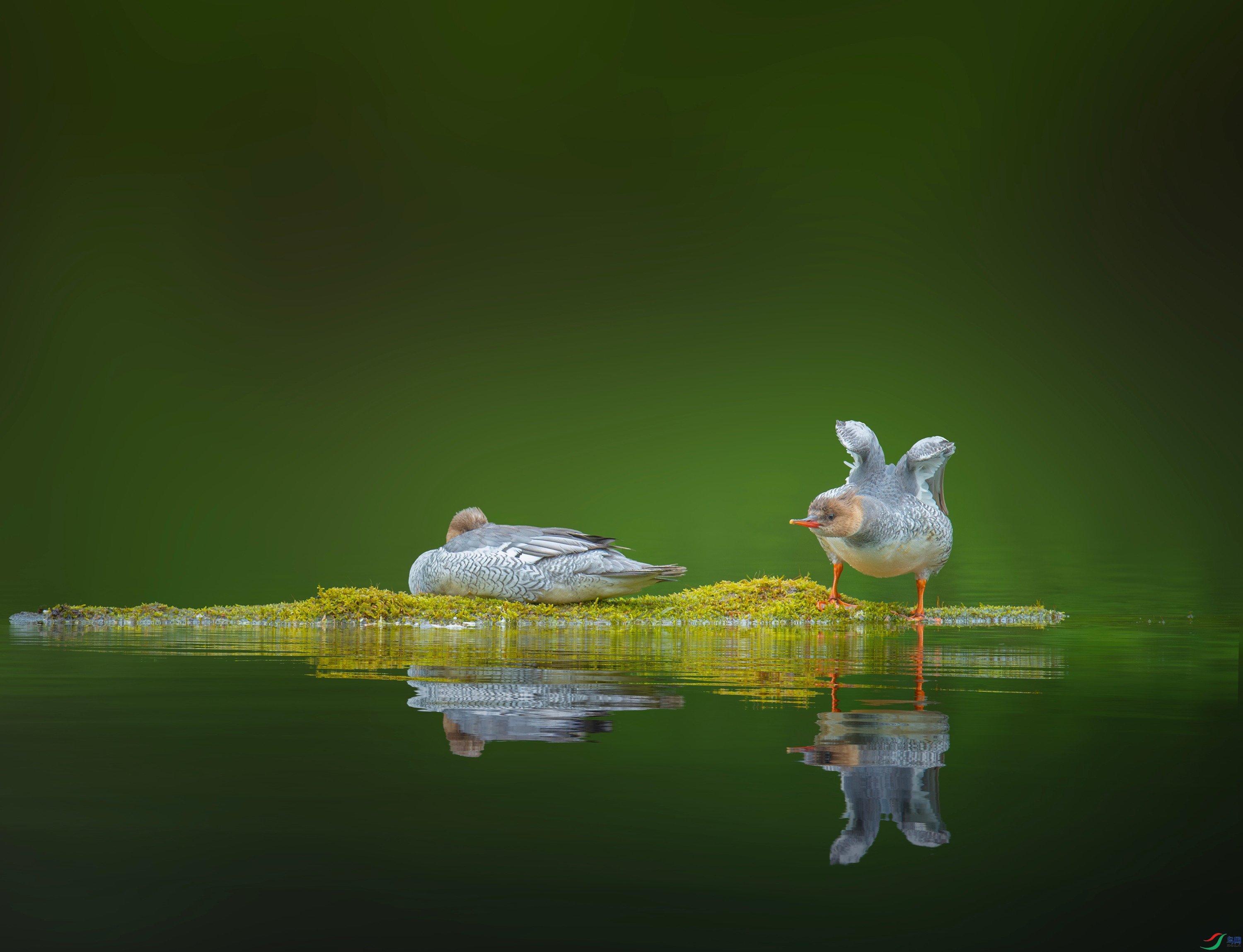 �л���ɳѼ (19).jpg