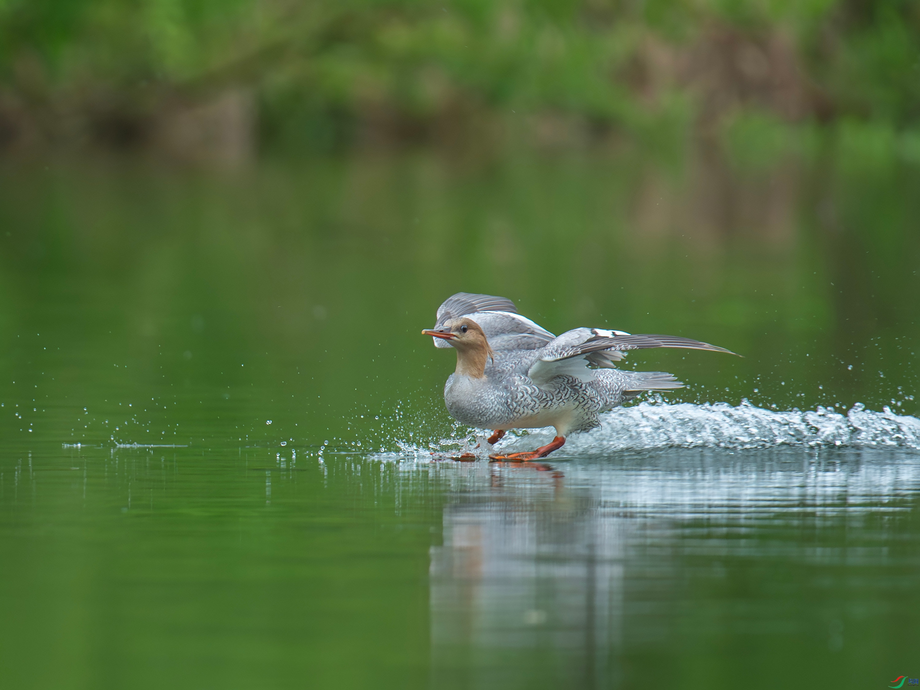 �л���ɳѼ (23).jpg