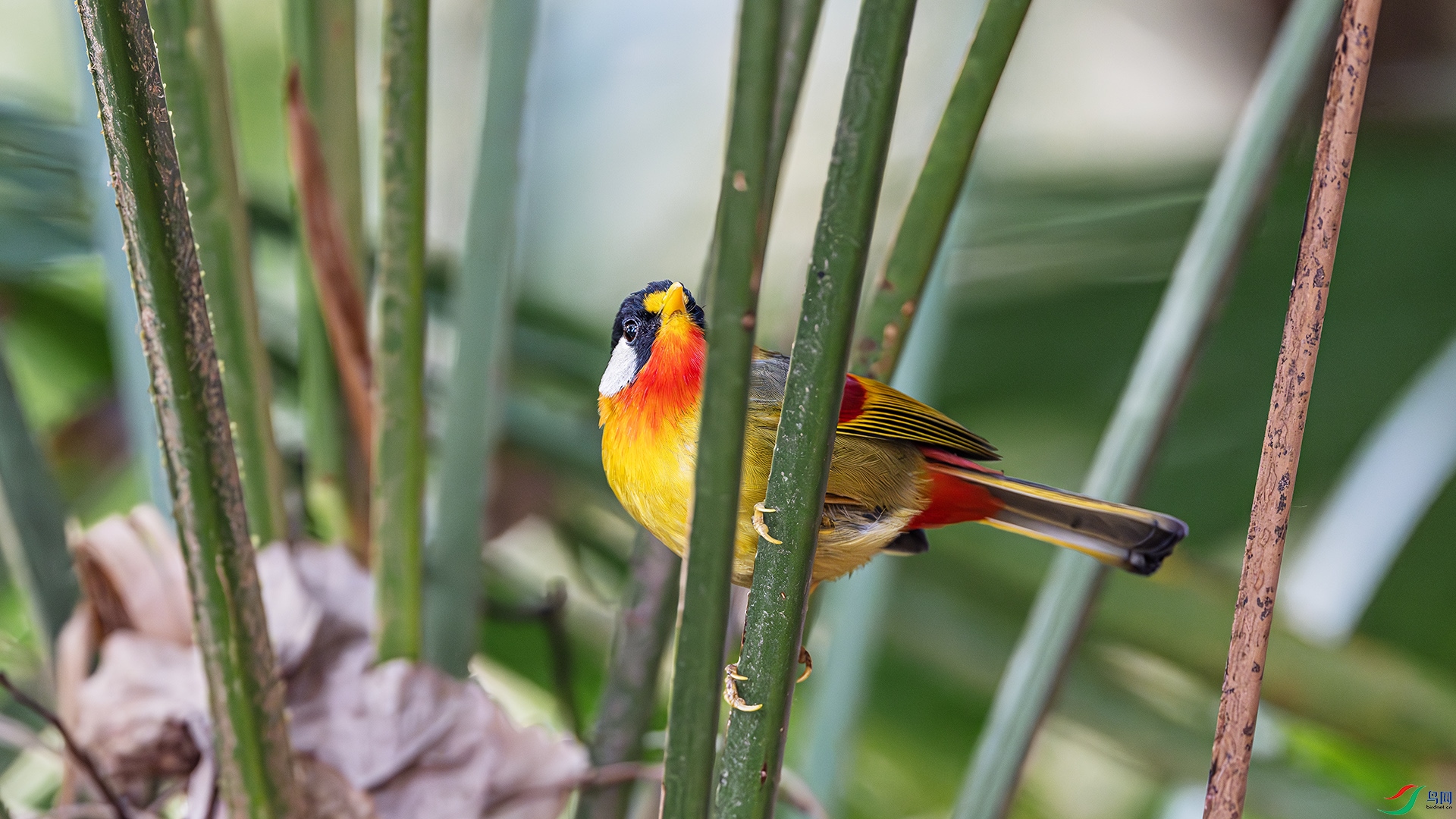 DSC_0447-����ǿ-NR ����.jpg