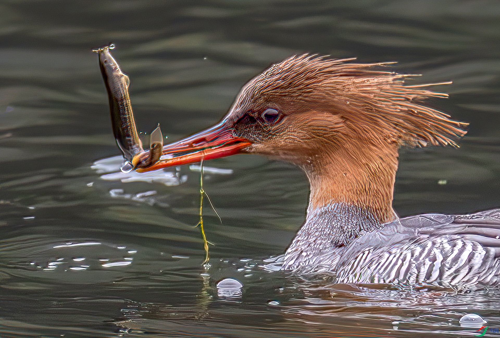 407A5382-----33  .jpg