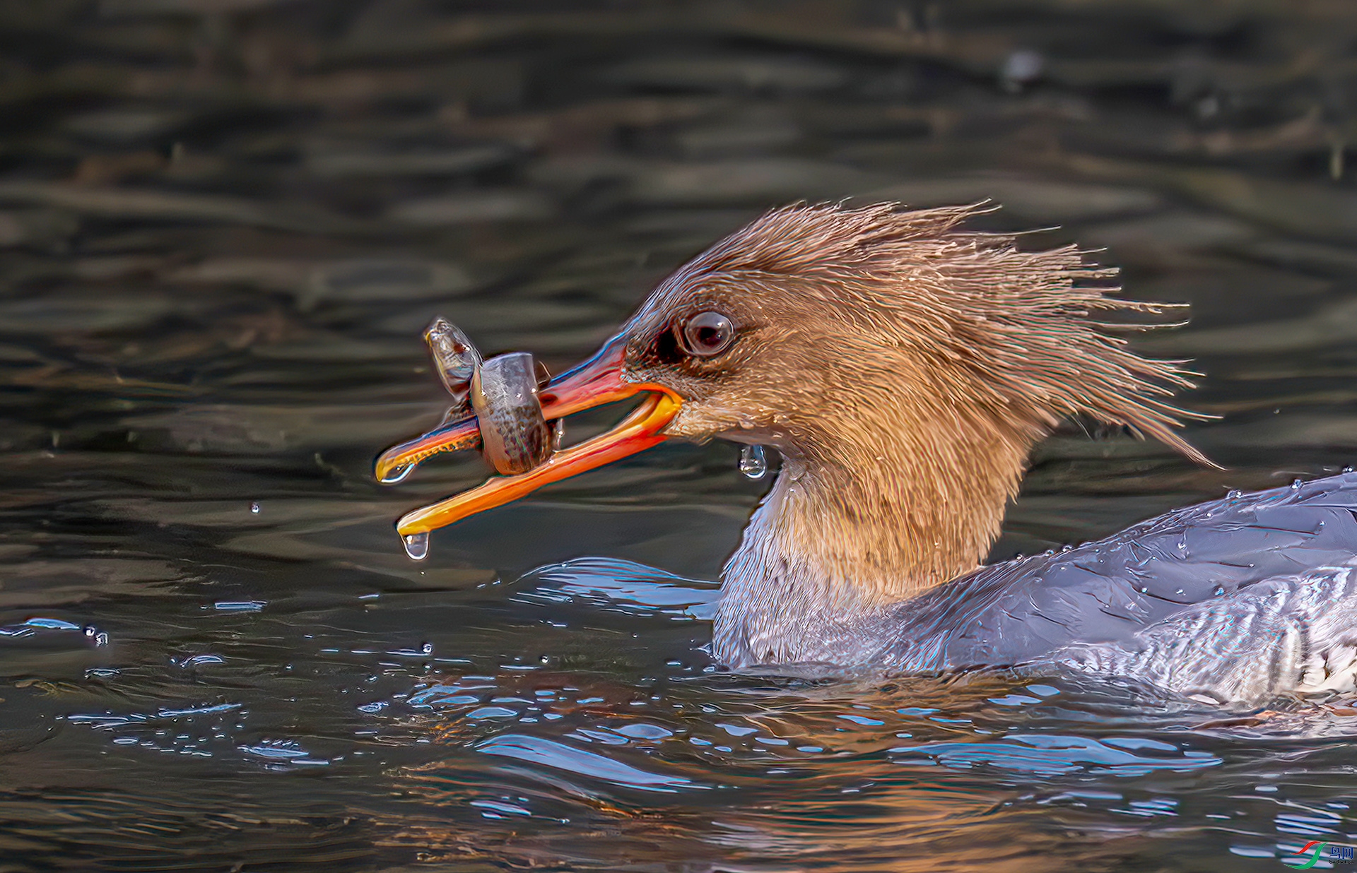 407A8379-----33  .jpg