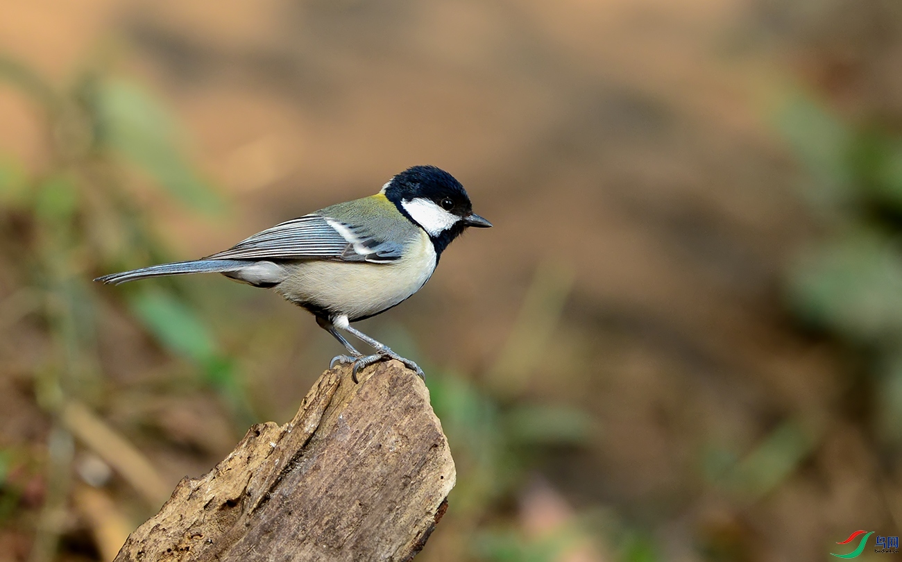 DSC_0057.jpg