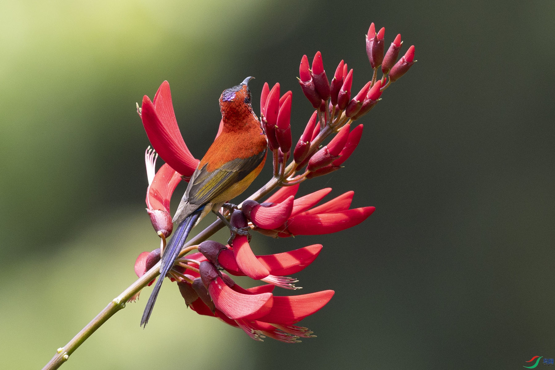 ����̫����