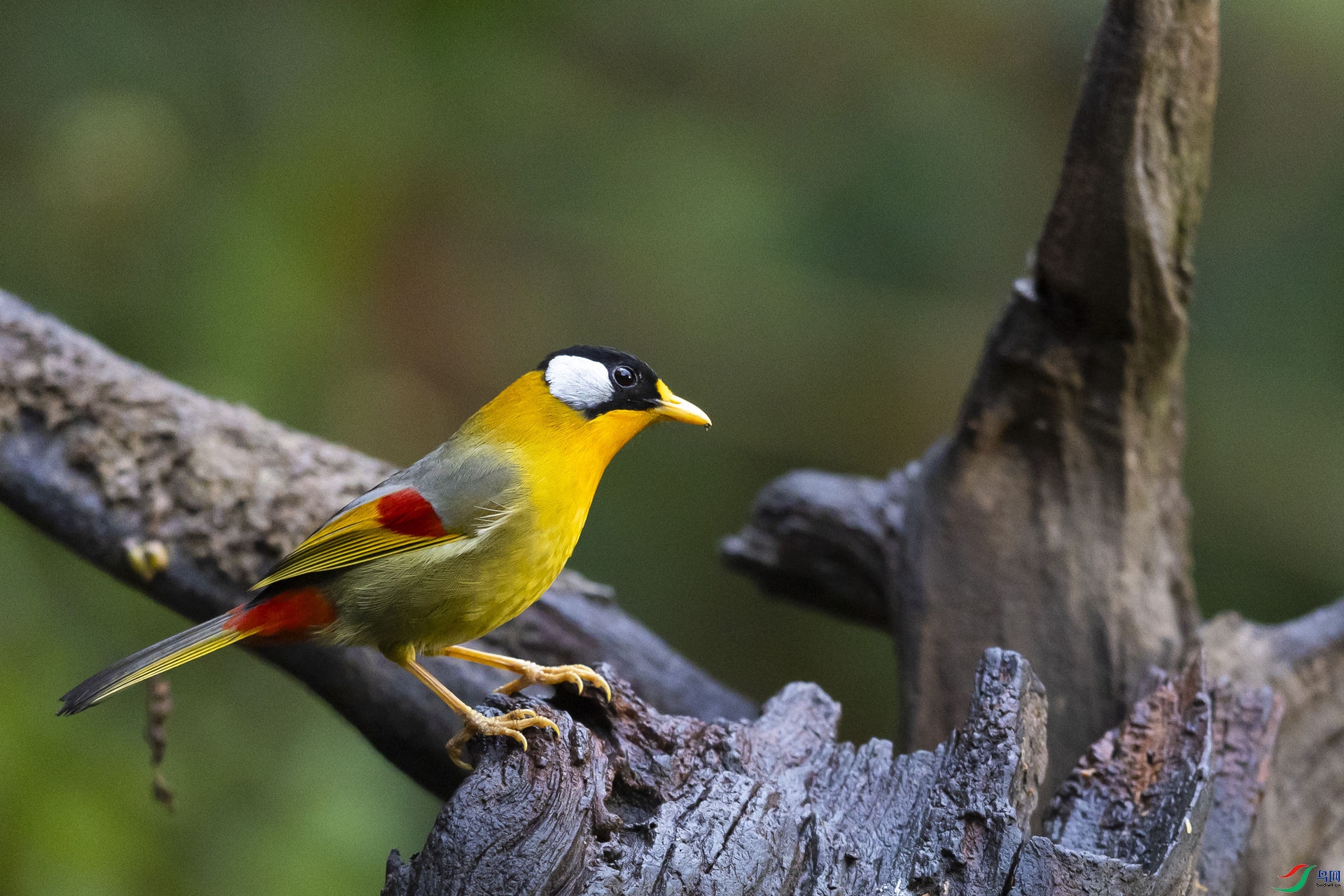 ������˼��