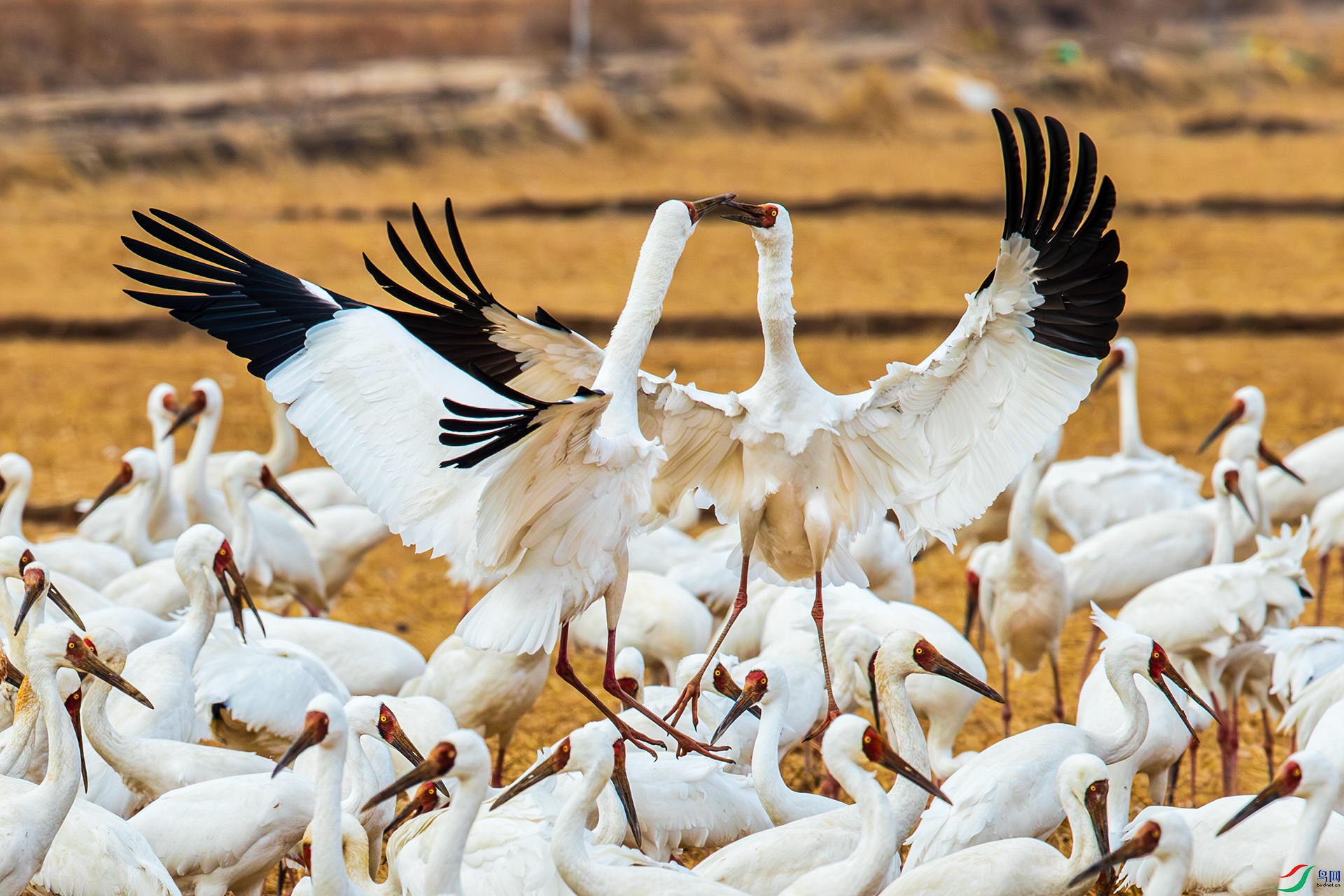 AF3I7402-����ǿ-NR ����000000.jpg