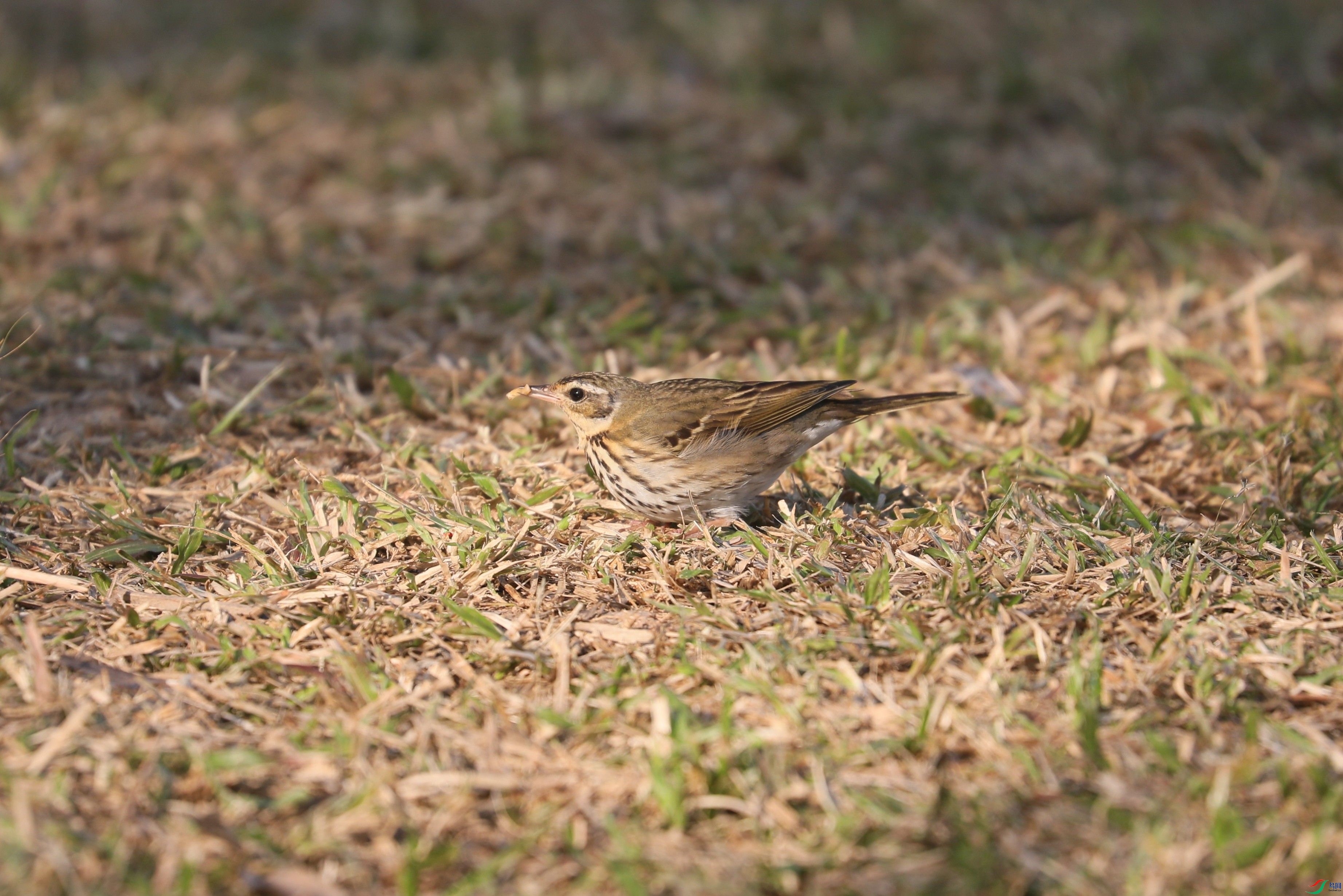 BL7A7718.JPG
