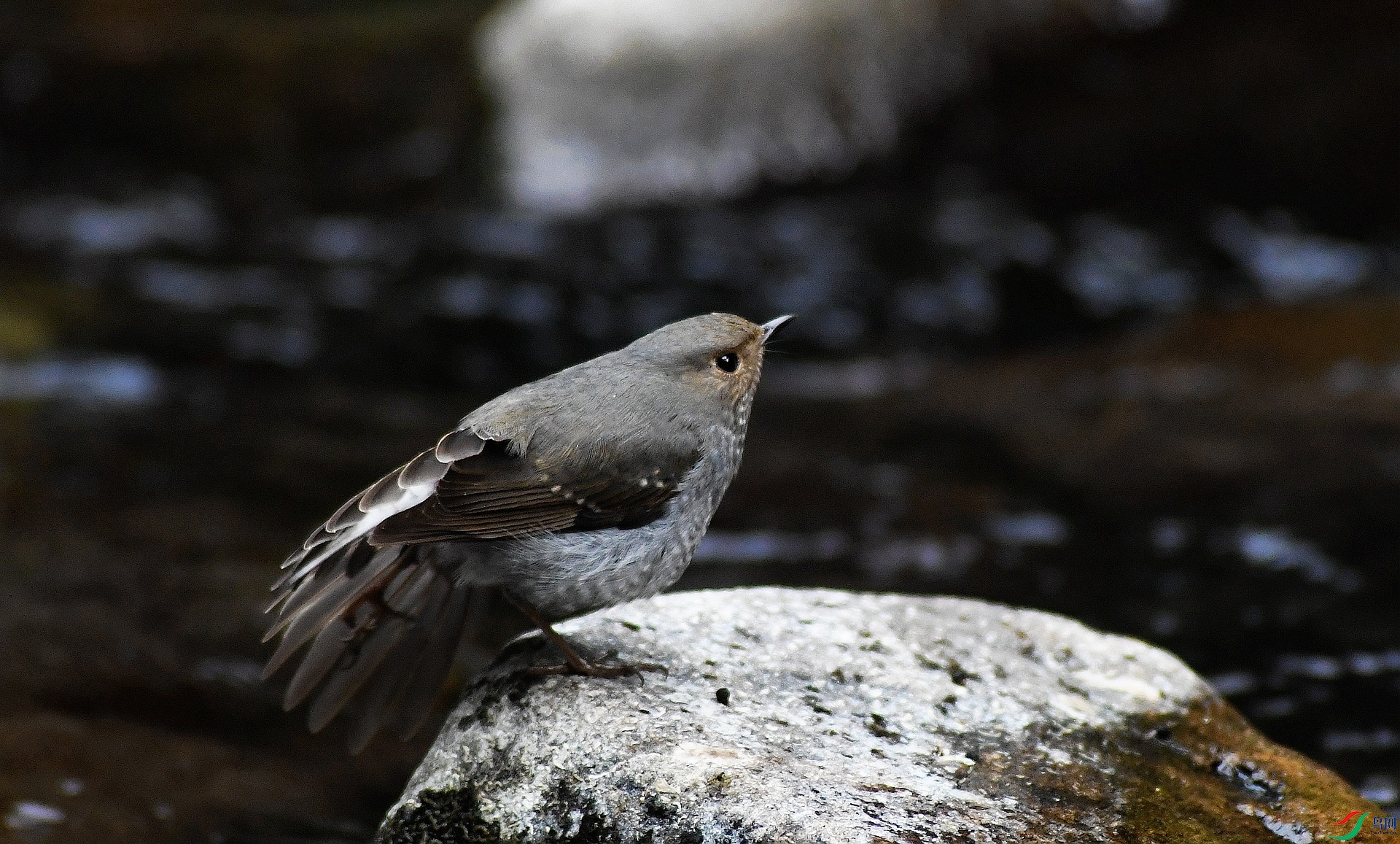 DSC_0665.jpg