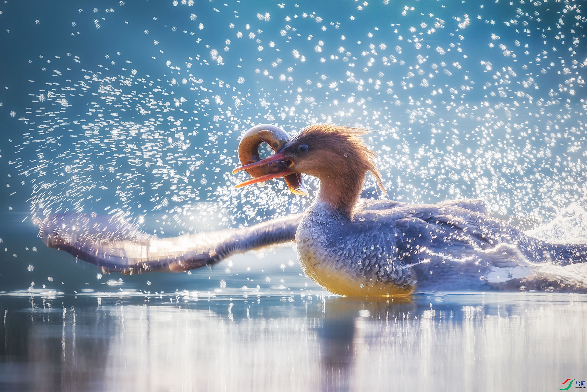 DSC_1822-DxO_DeepPRIME 3 ��������2.jpg