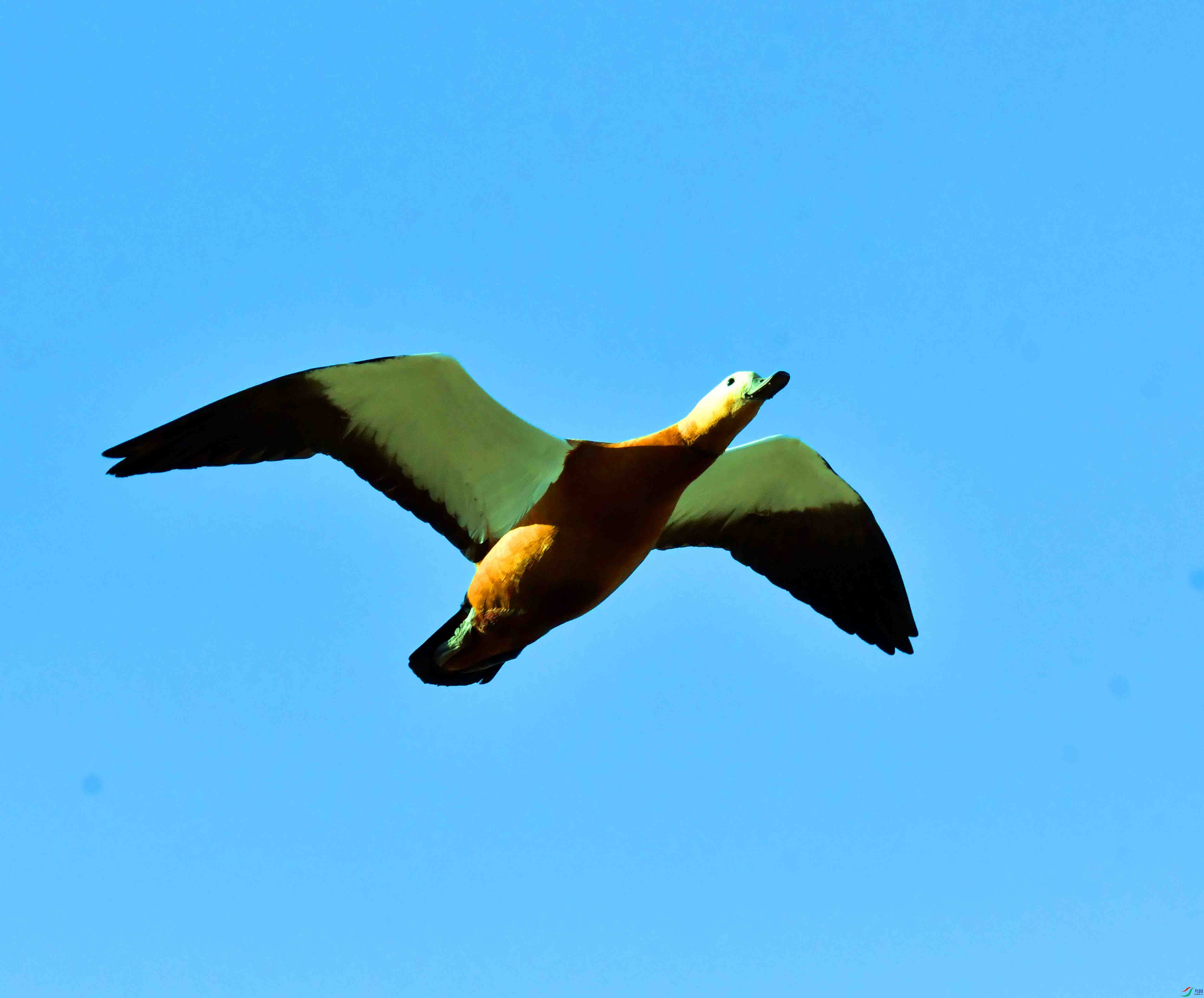 DSC_5482.JPG