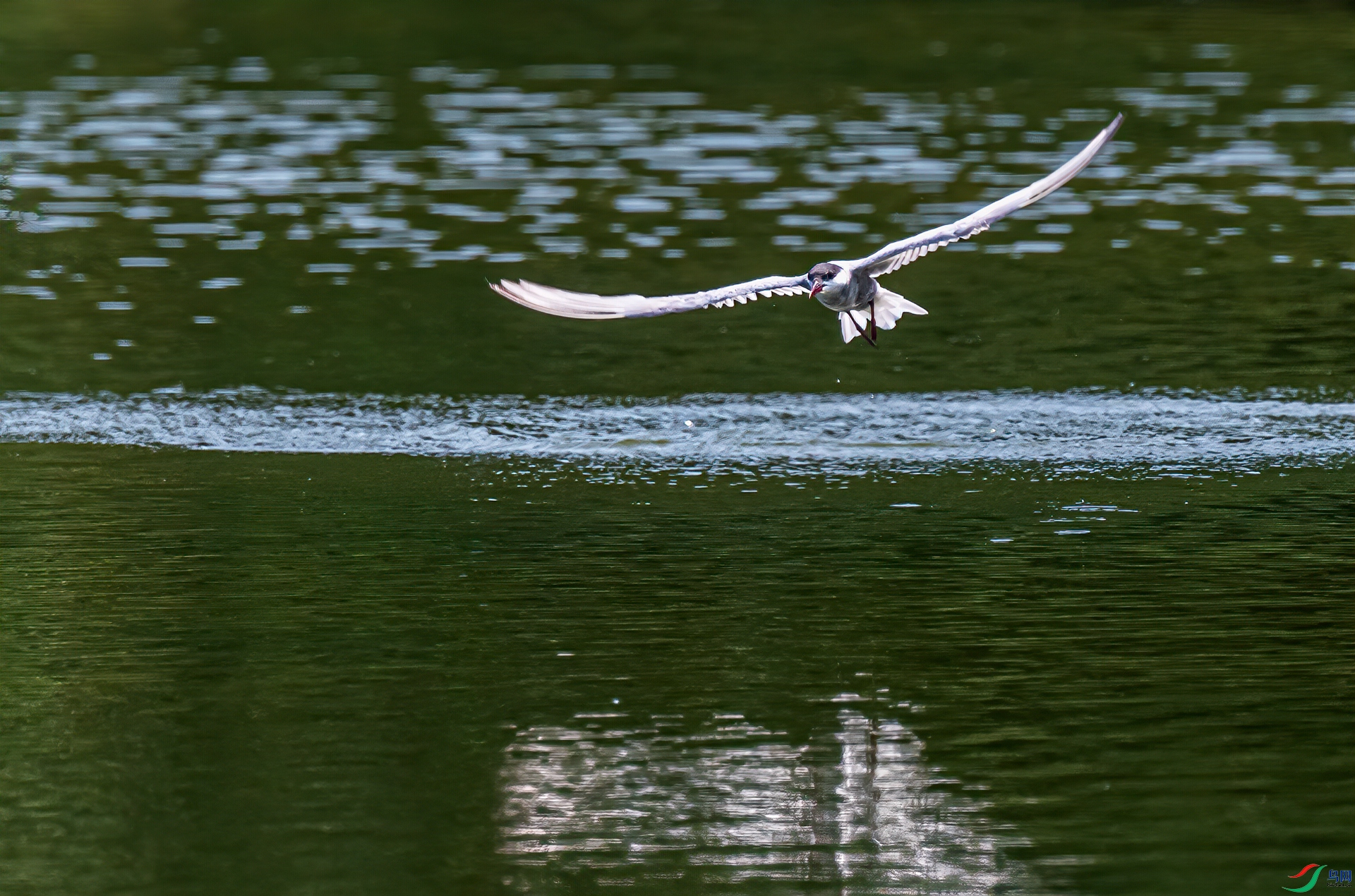 DSC_0467-11.jpg