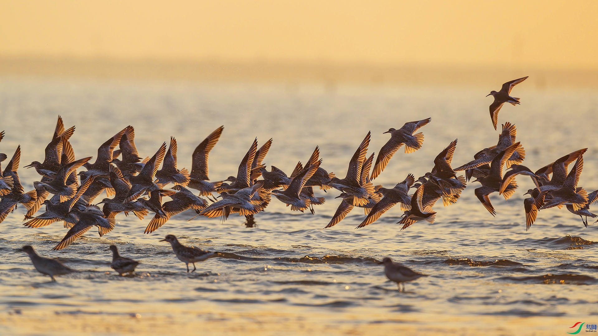 �糿�ķ���