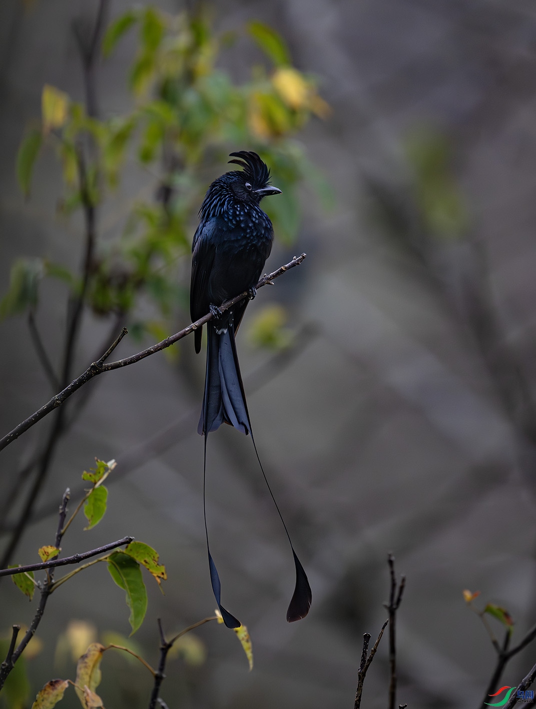 _DSC6117-����ǿ-NR ����.jpg