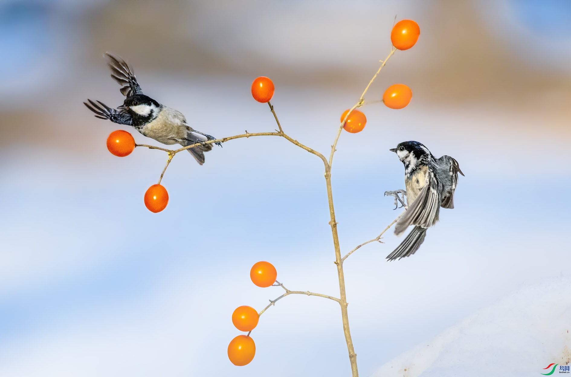 DSC_3550 ����.jpg