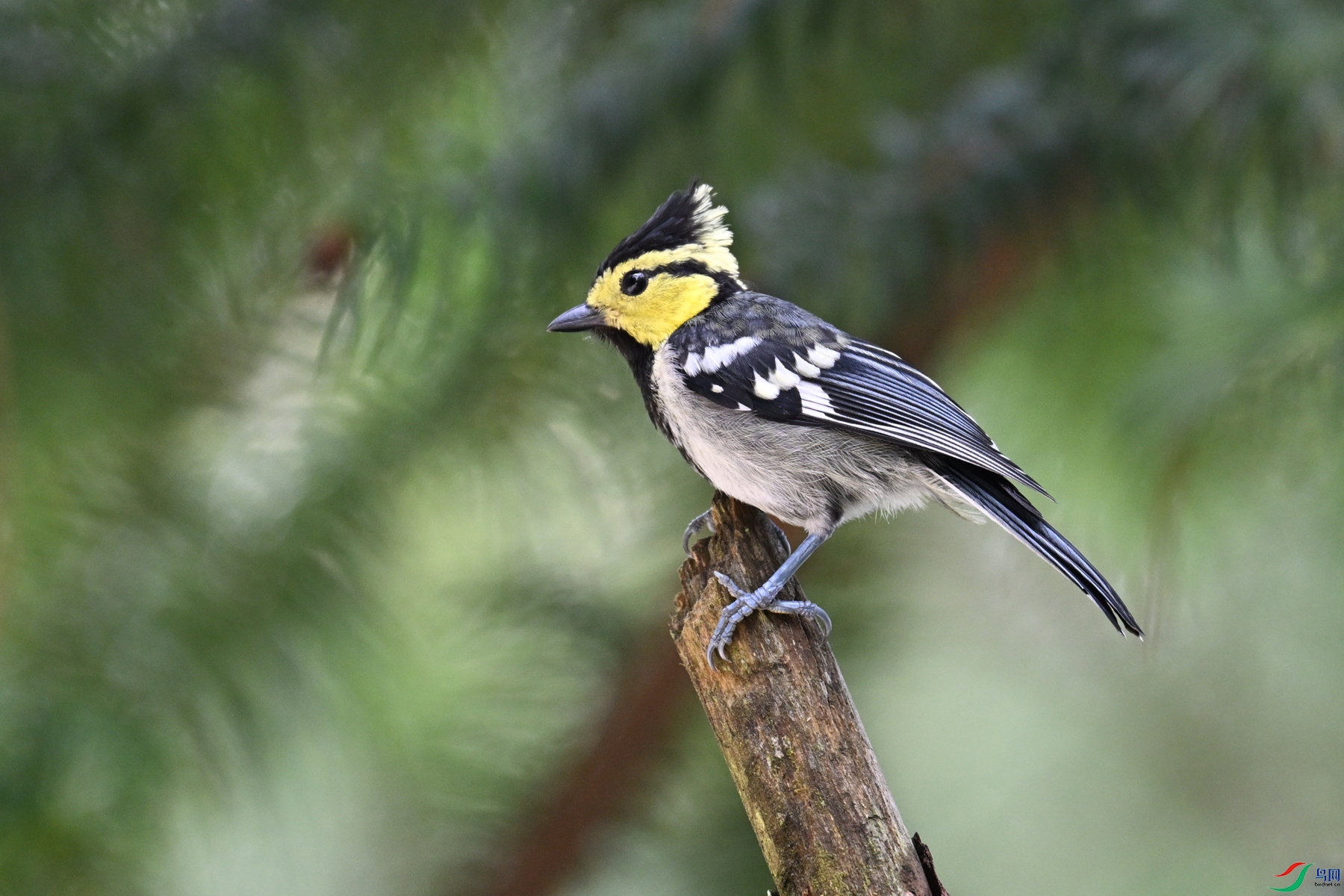 DSC_0085.JPG
