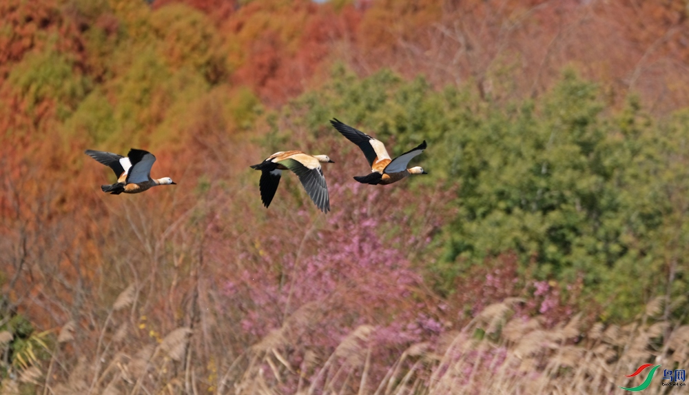 DSCF7152.1.jpg