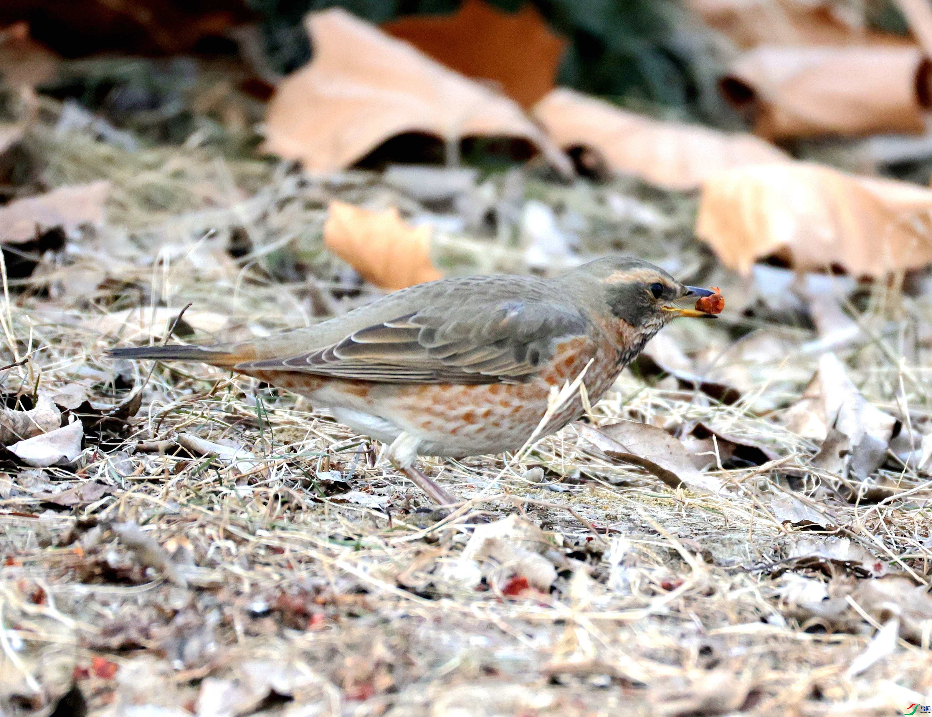 ��β�� 003.jpg