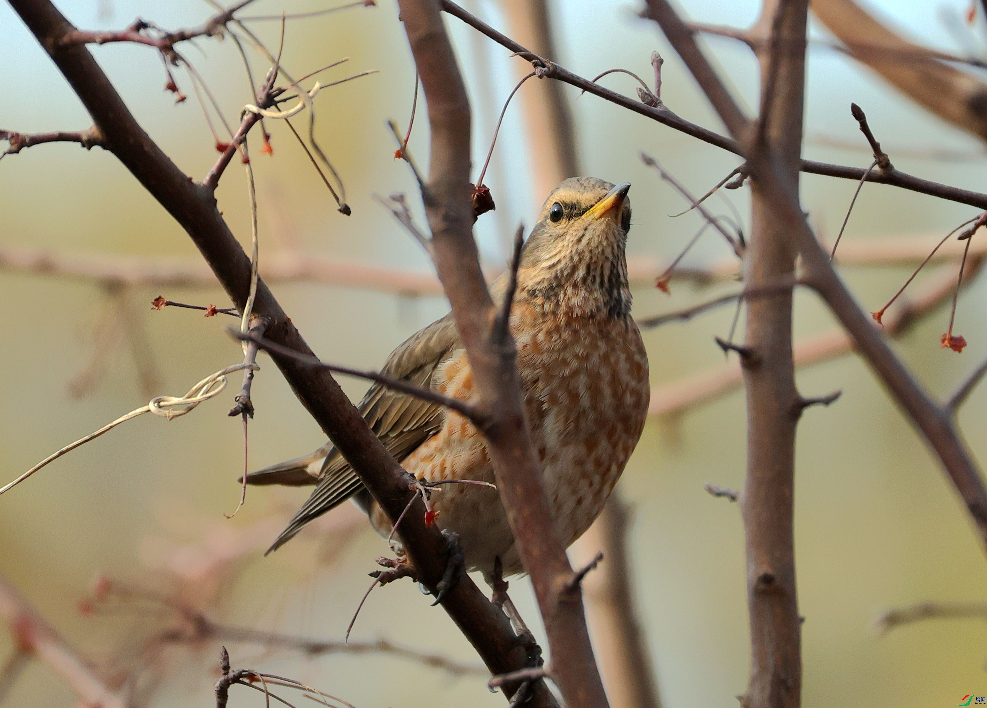 ��β�� 001.jpg