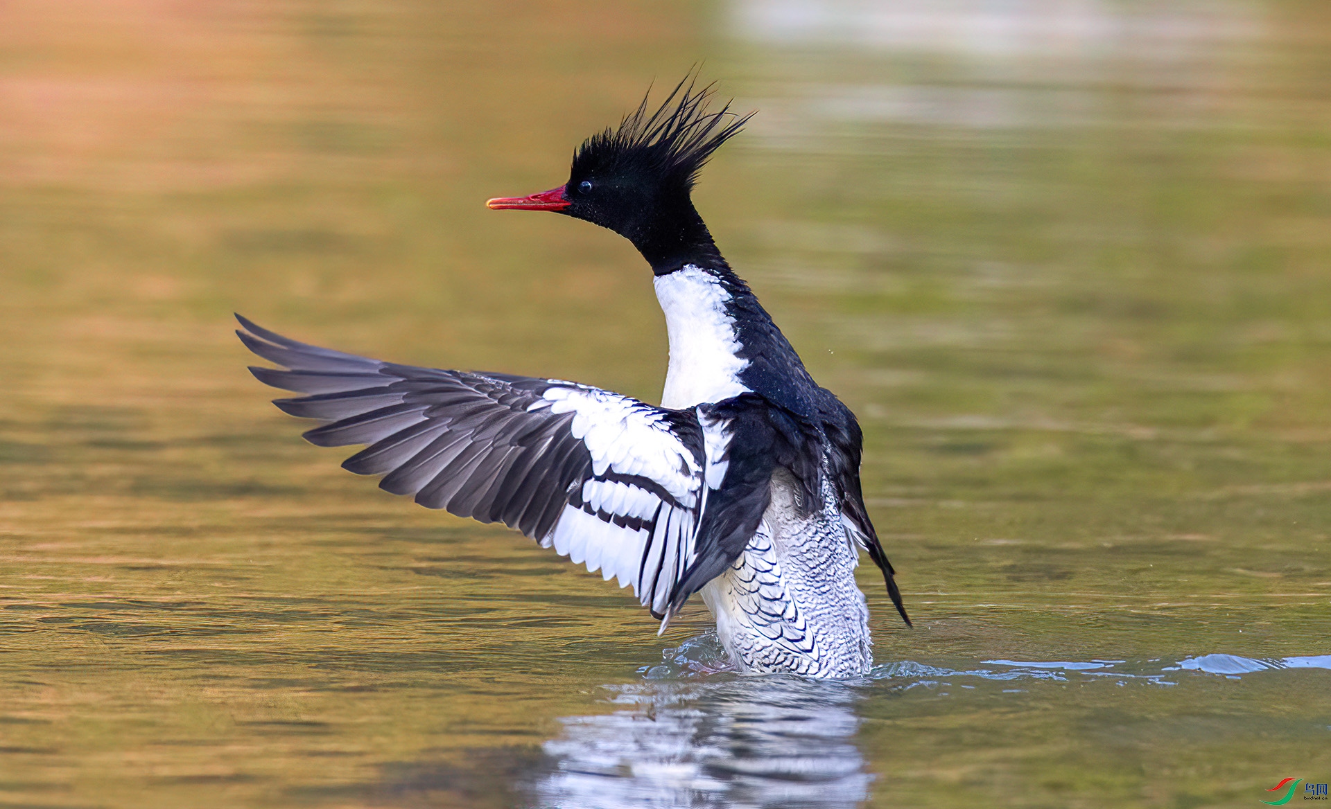 407A0957 ����-Sh-----1 .jpg