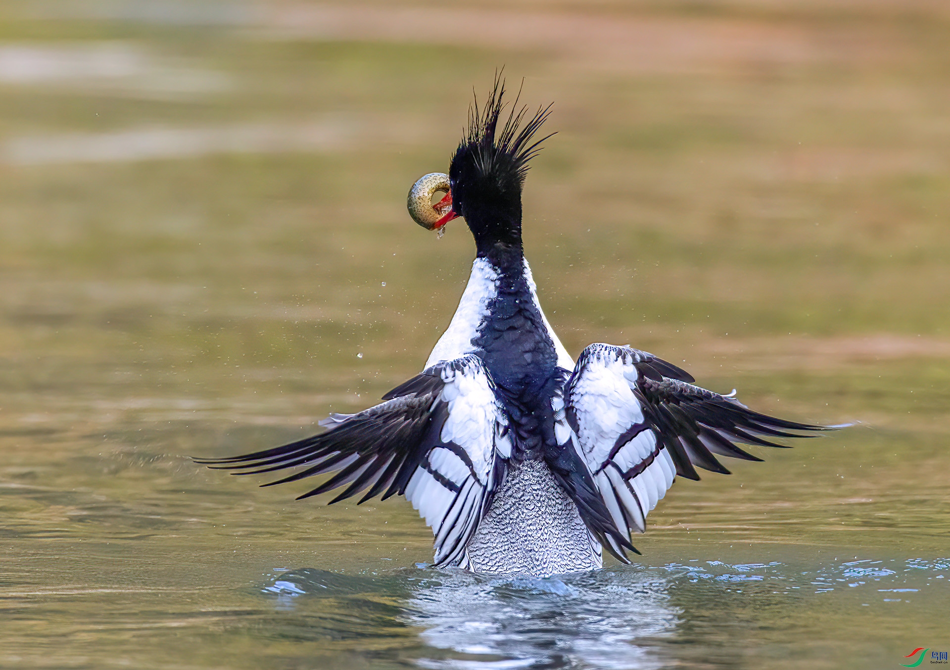 407A0881 ����-Sha---1 .jpg