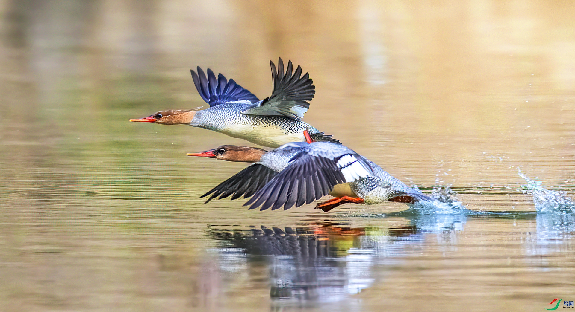 407A1583 ����-Sh---1 .jpg