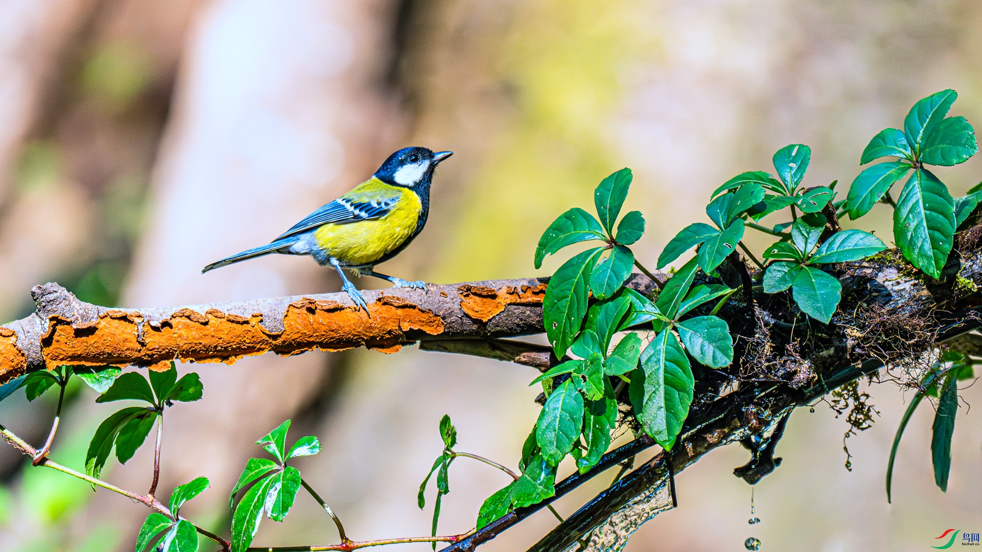 DSC_6936 ����_����.jpg