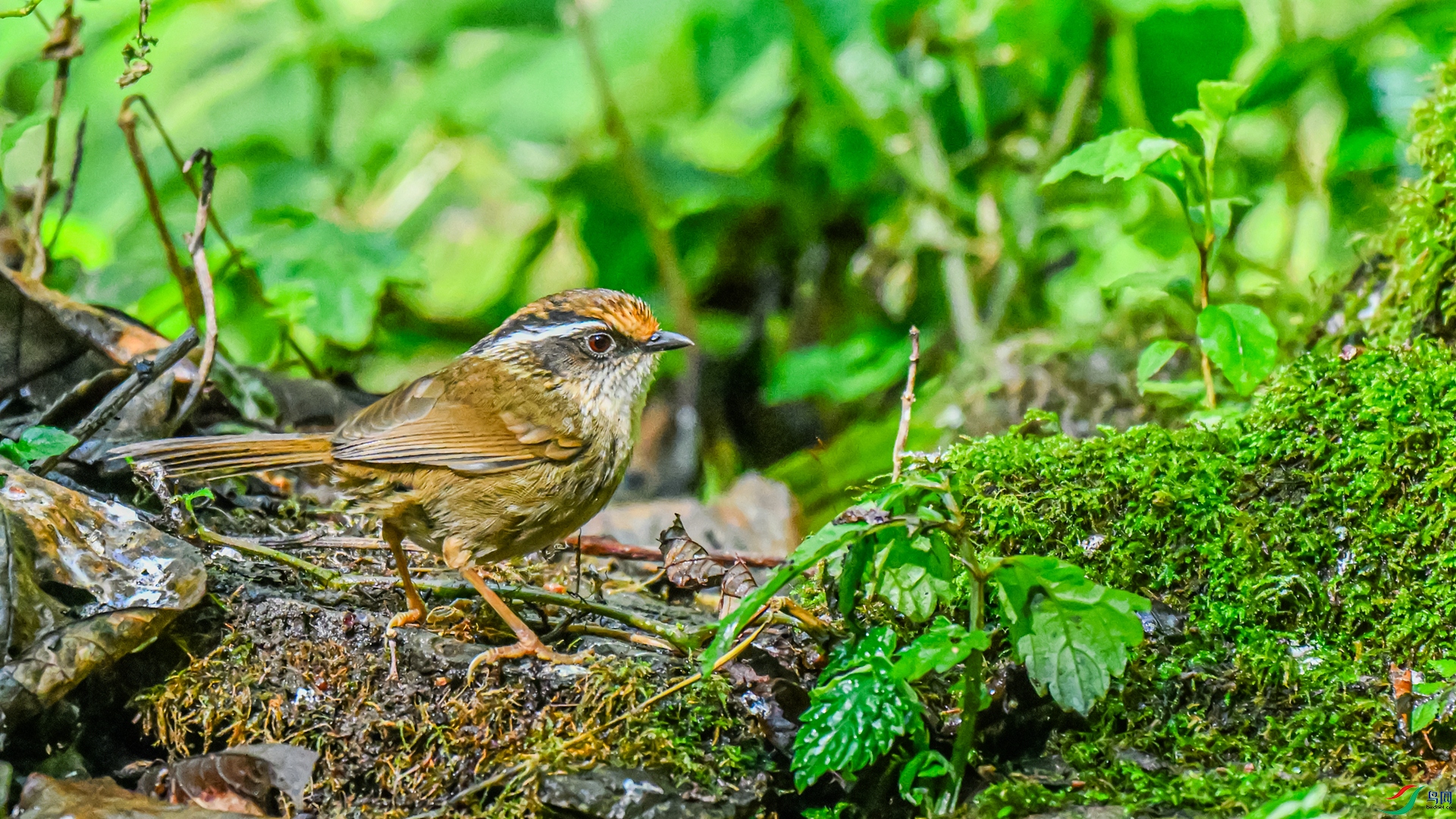 DSC_7603 ����_����_����.jpg