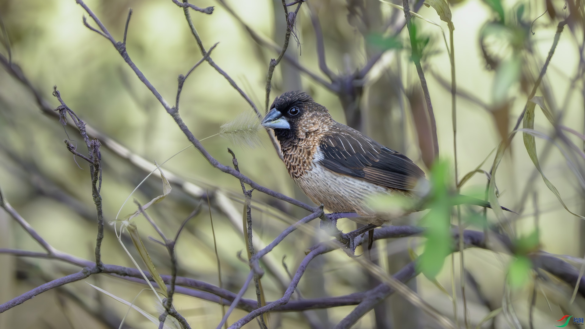 DSC_2024-����ǿ-NR ����.jpg