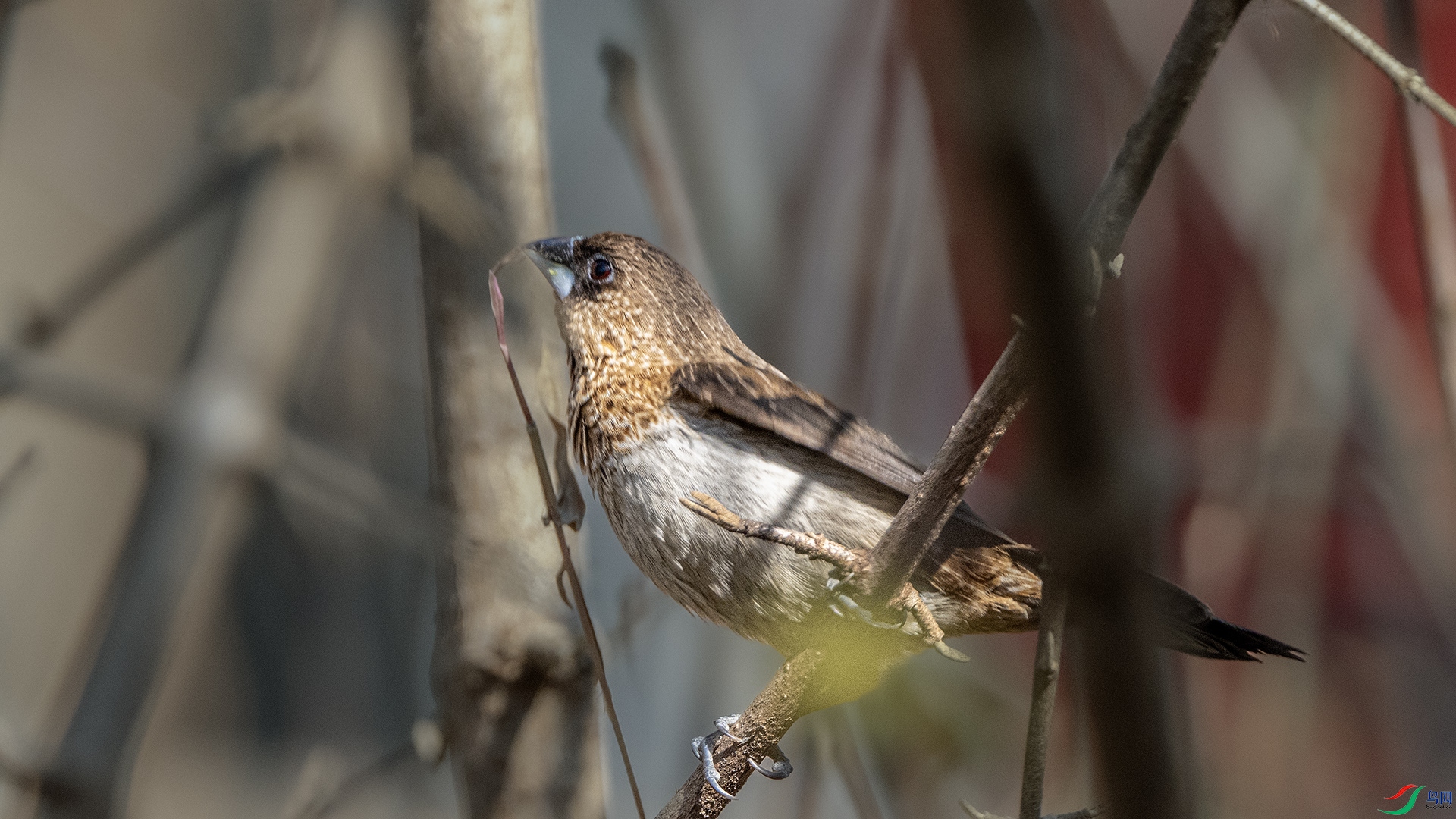 DSC_2172 ����.jpg