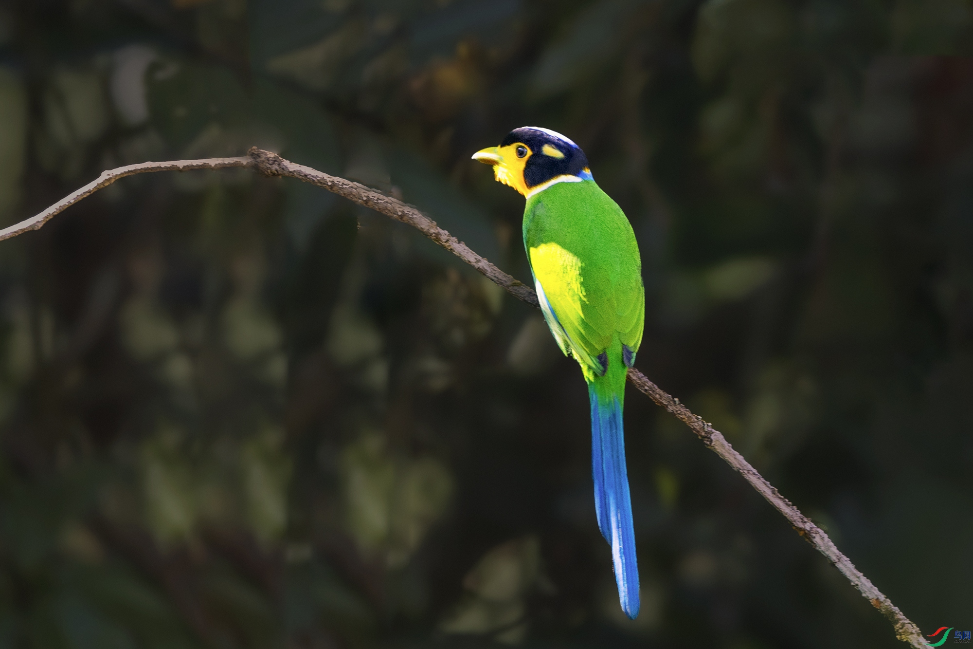 ��β������----����ҷ��Ϫ