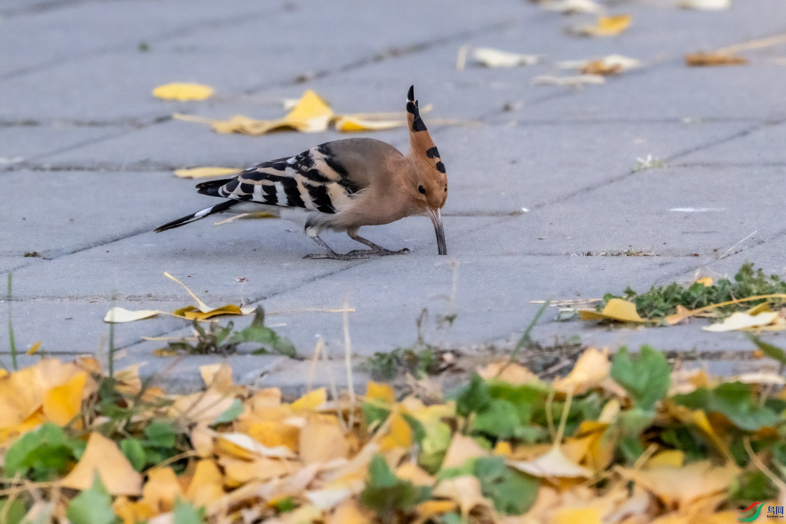 DSC_8559_1.jpg