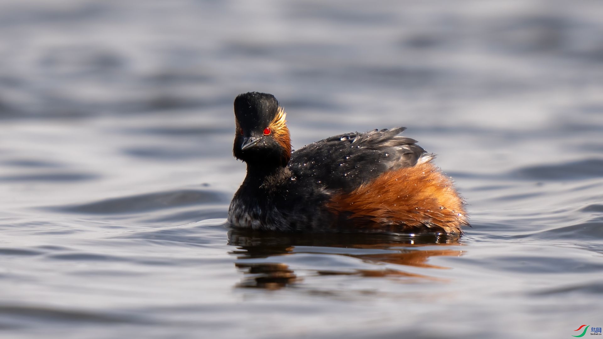 DSC07388 ����.jpg