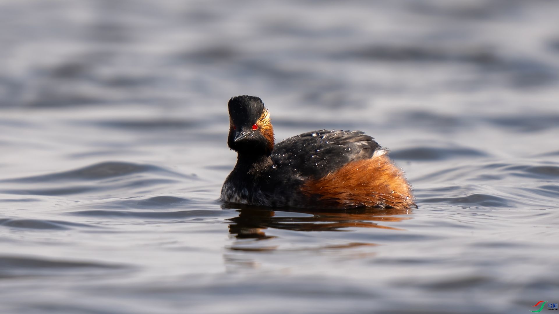 DSC07390 ����.jpg