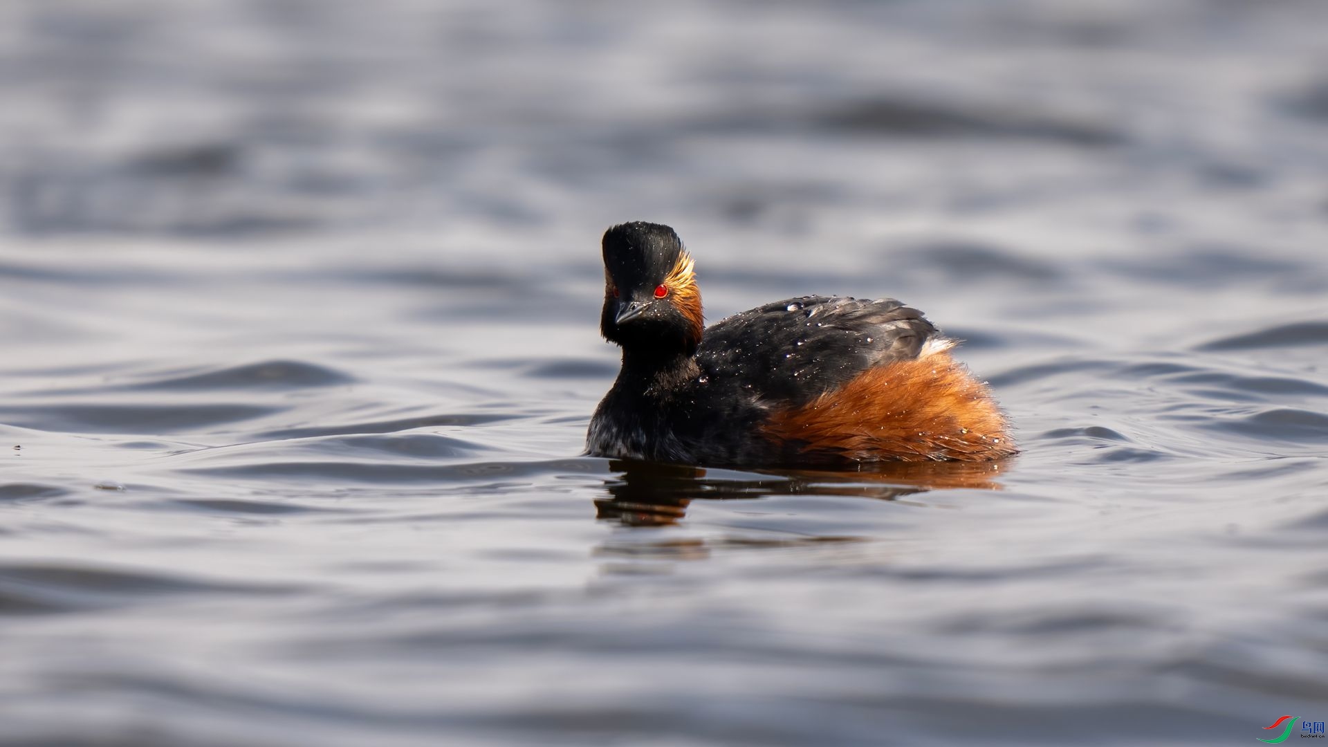 DSC07391 ����.jpg