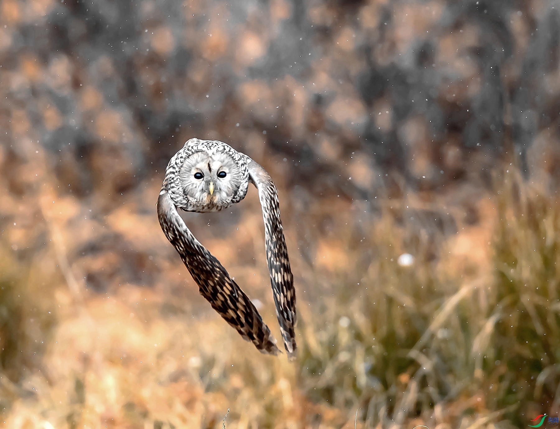 DSC_5627_����.jpg