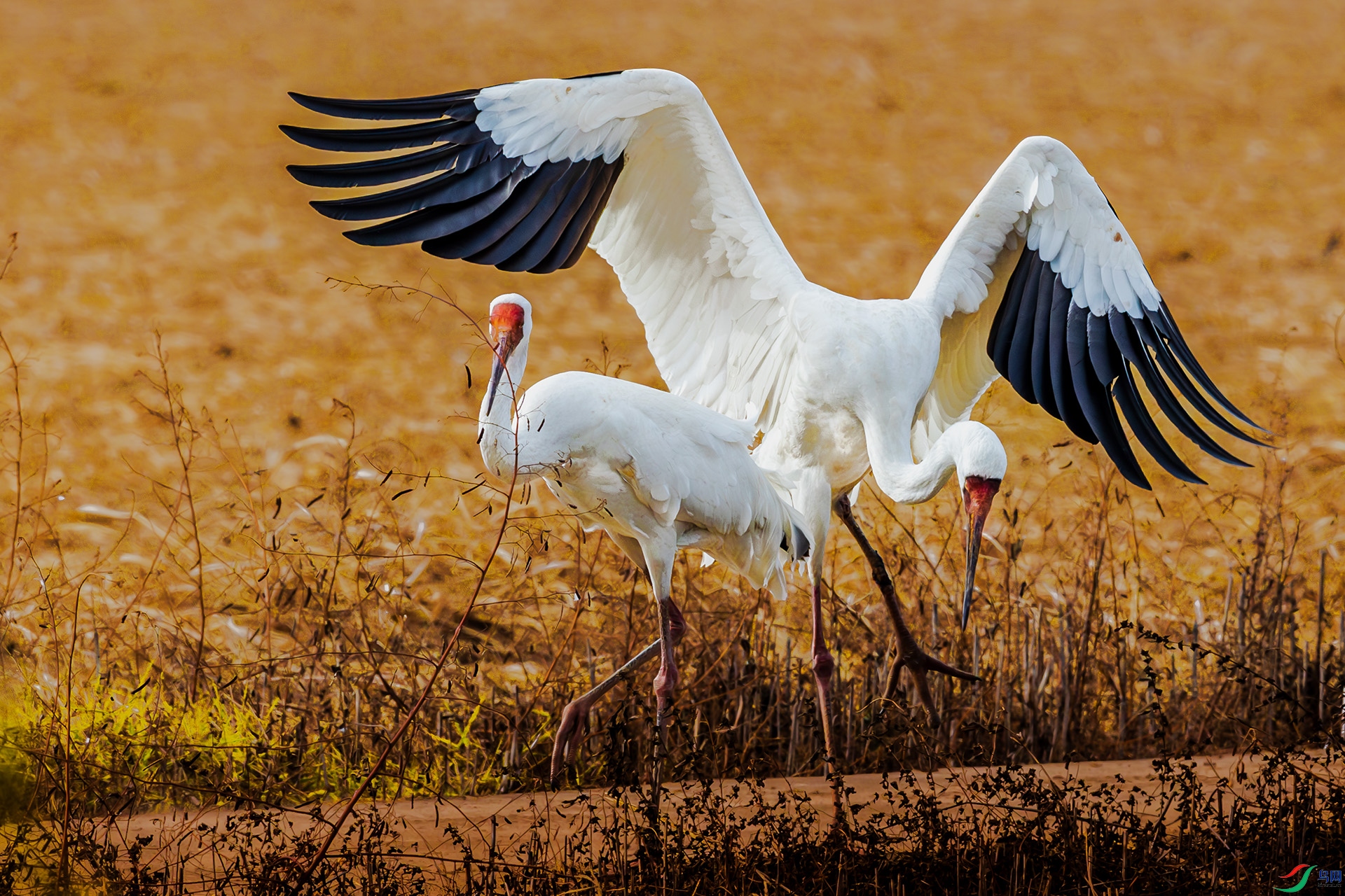 AF3I9479-����ǿ-NR ����00000.jpg