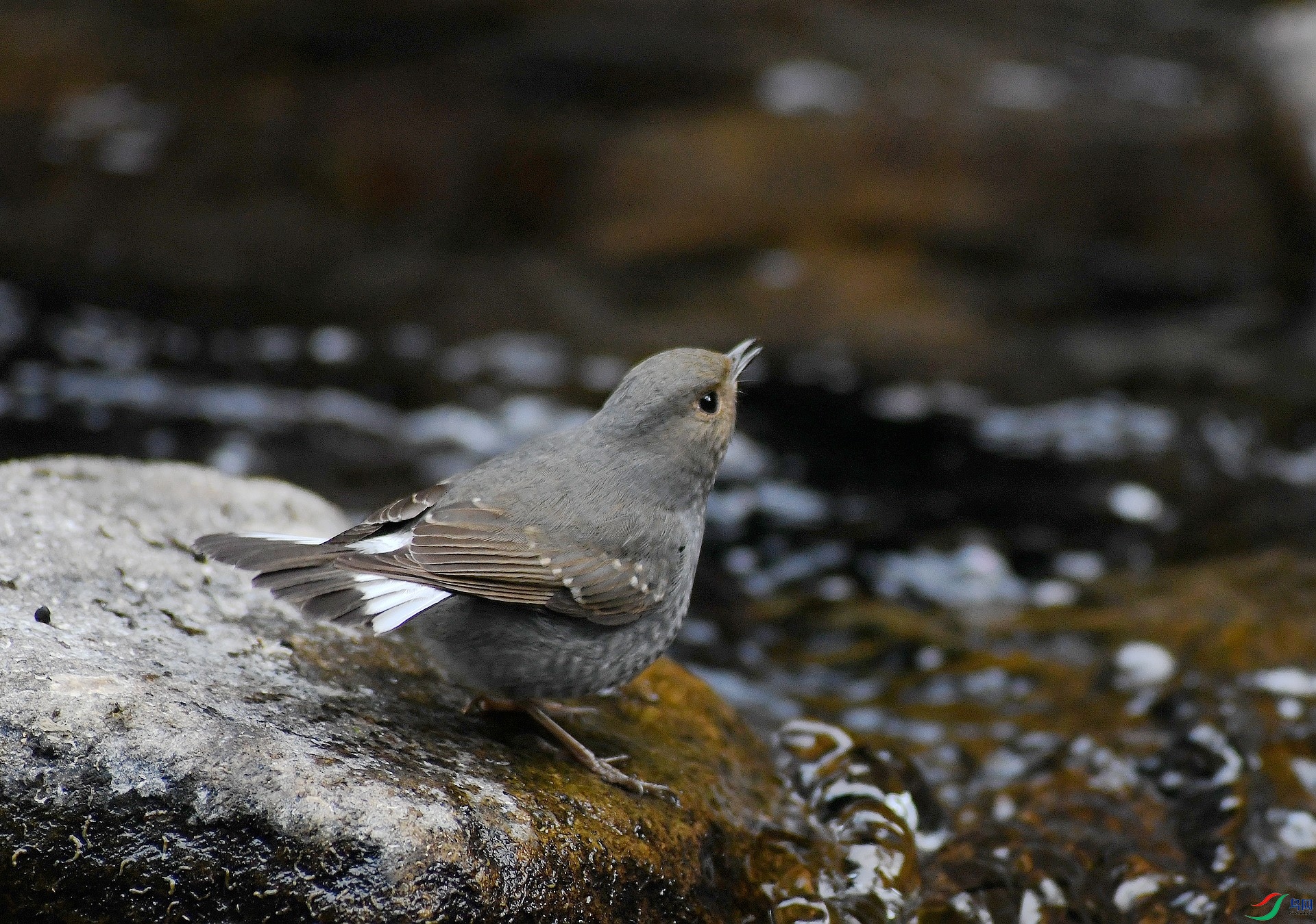 DSC_0451.jpg