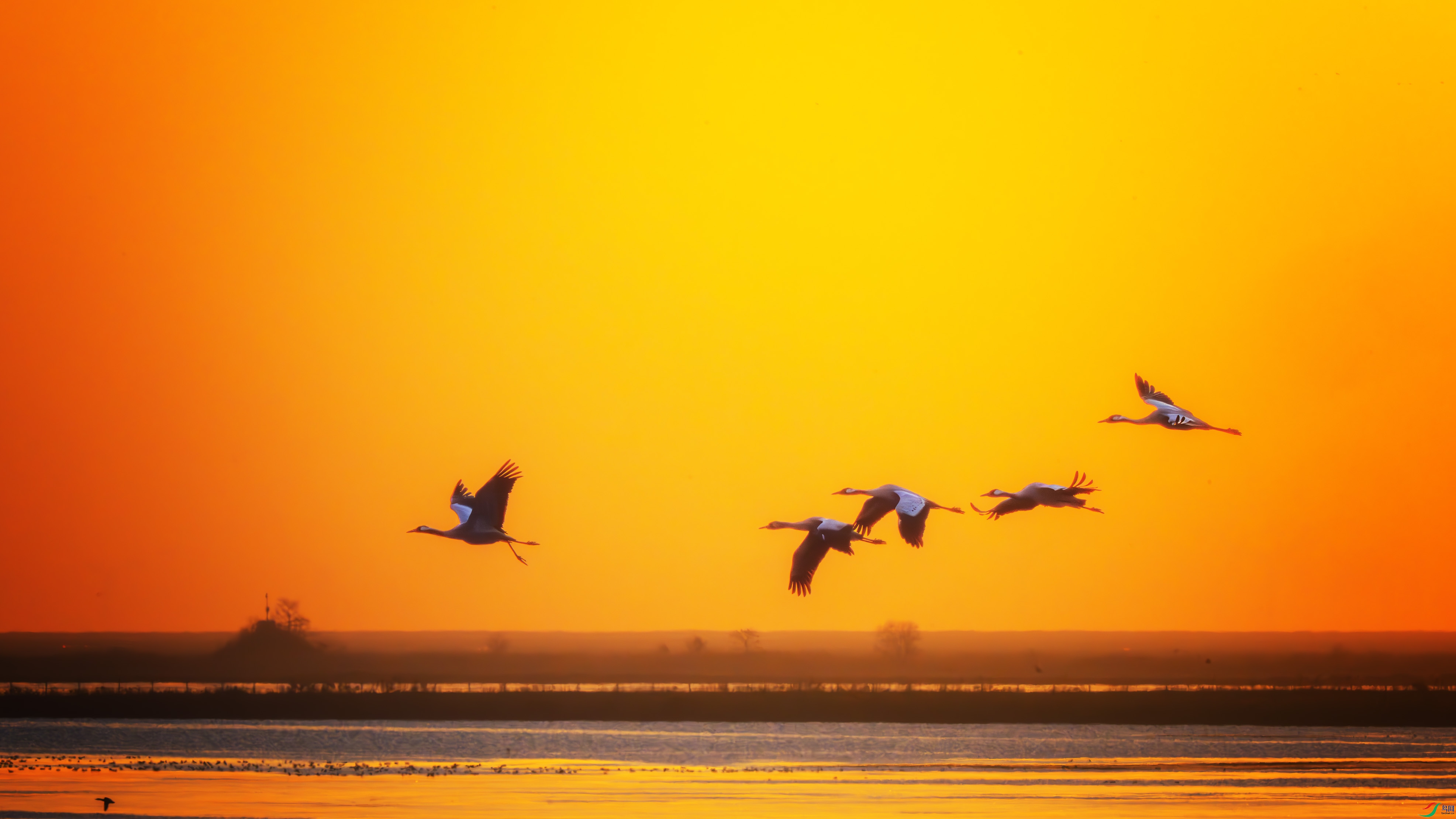 _DSC2977-����ǿ-NR ����1.jpg