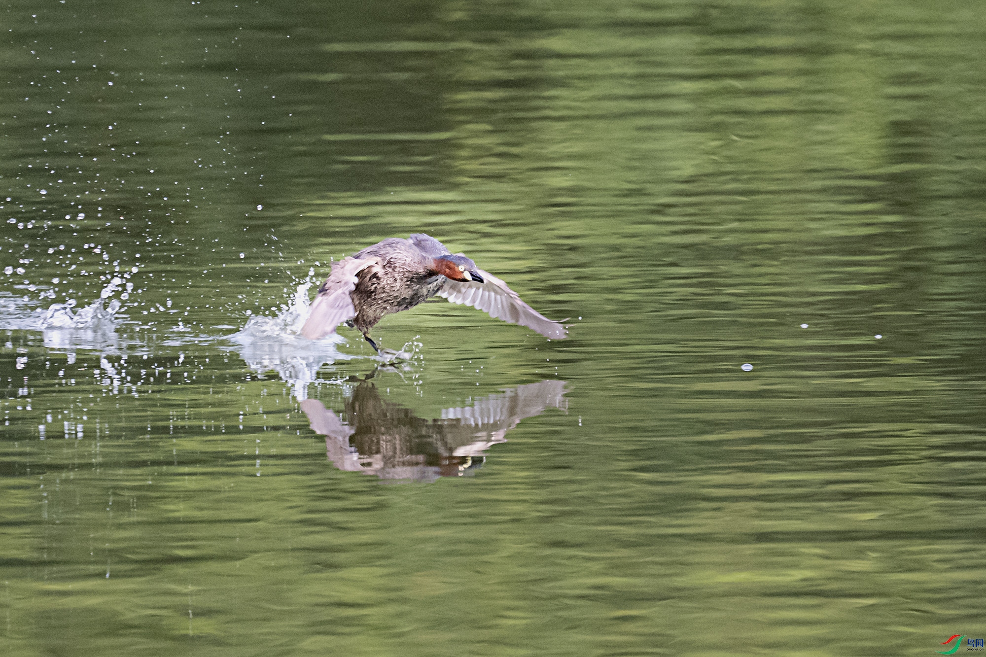 DSC_9667.jpg