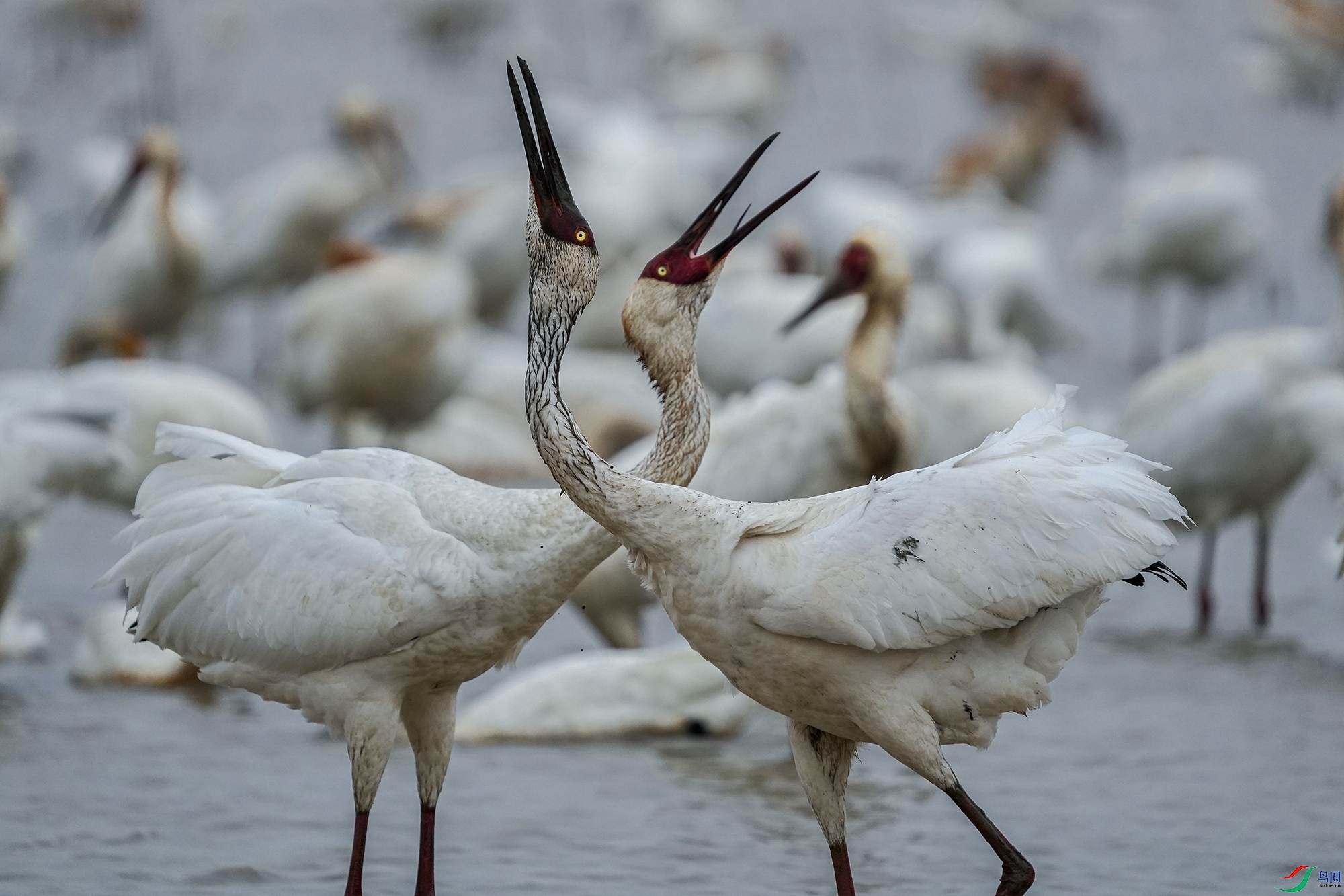 DSC06893 ����11.jpg