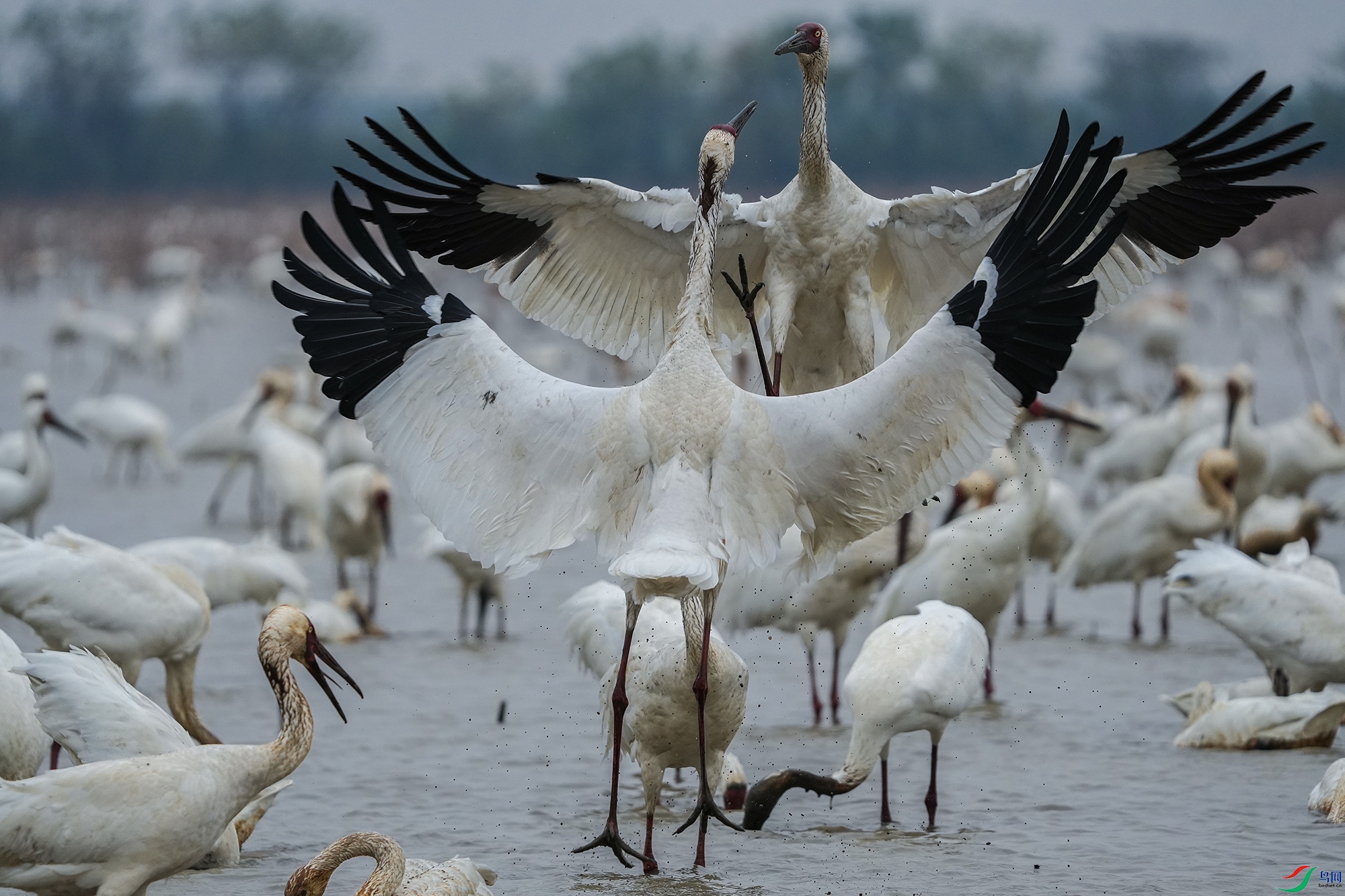 DSC06920 ����11.jpg