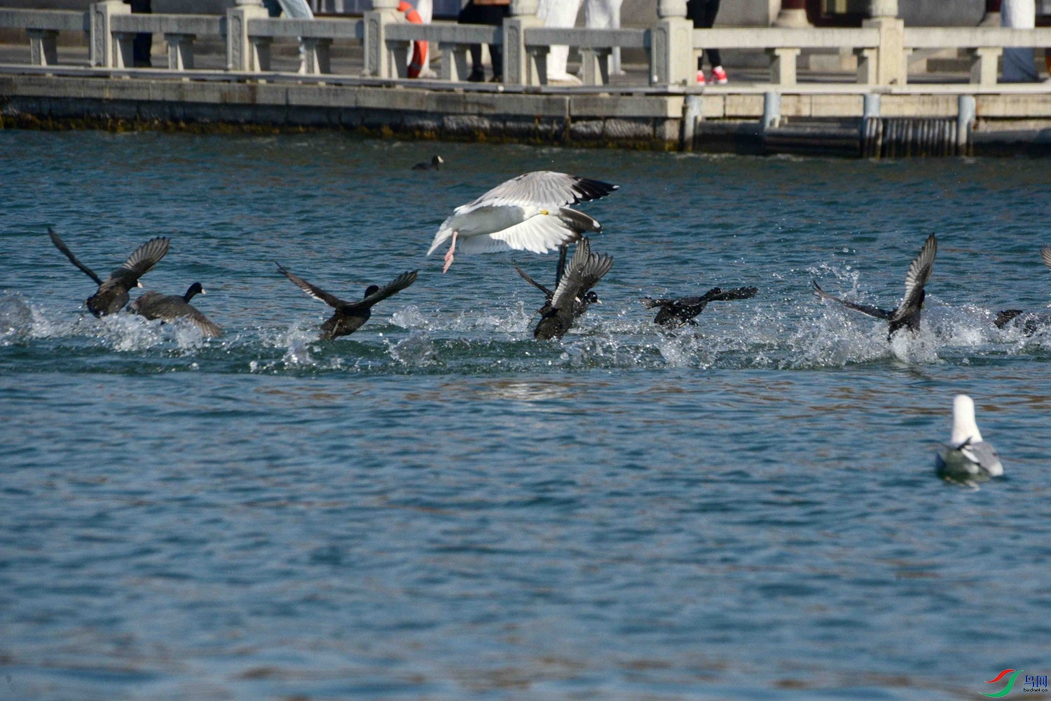 DSC_0985.JPG
