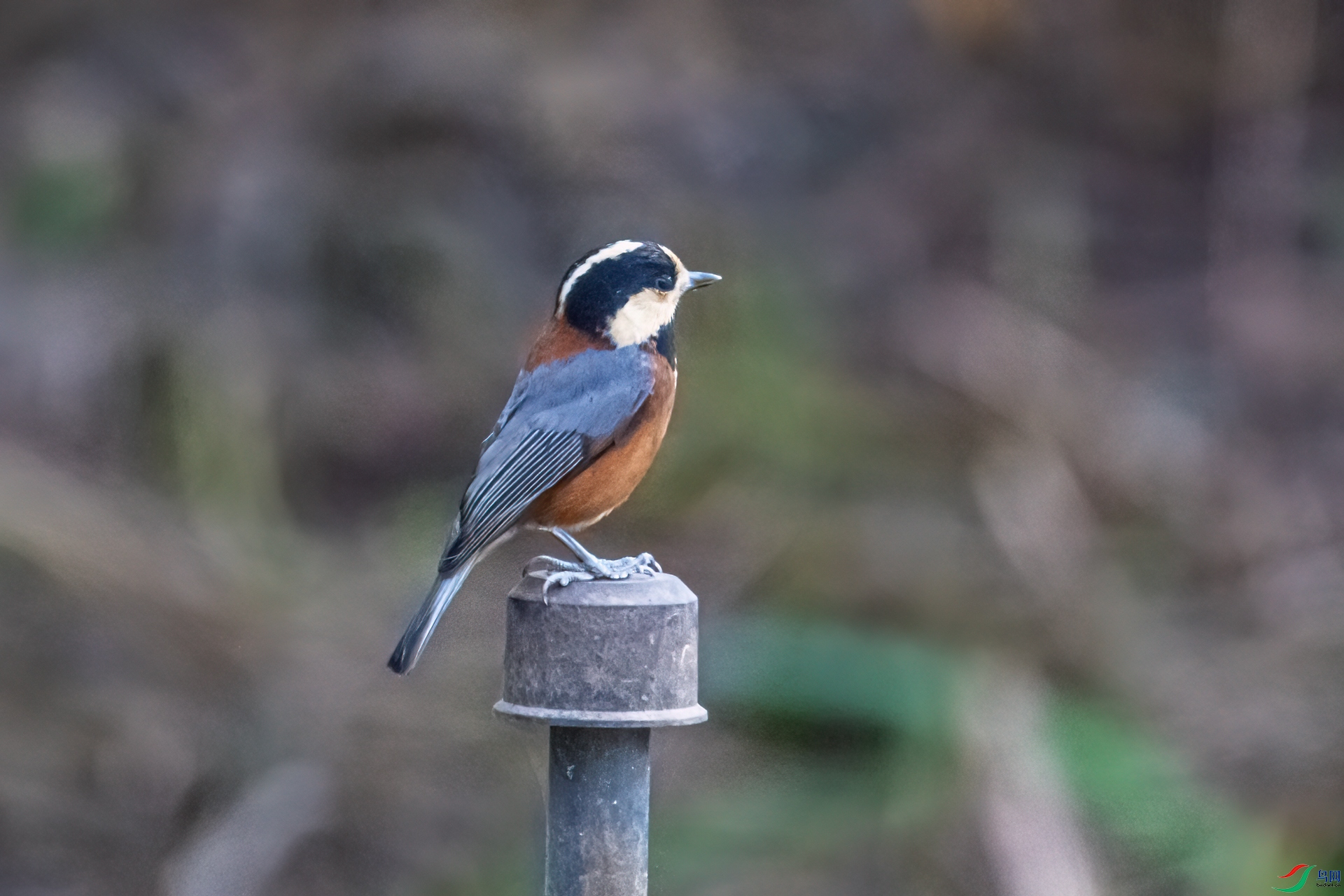 DSC_5224-11.jpg