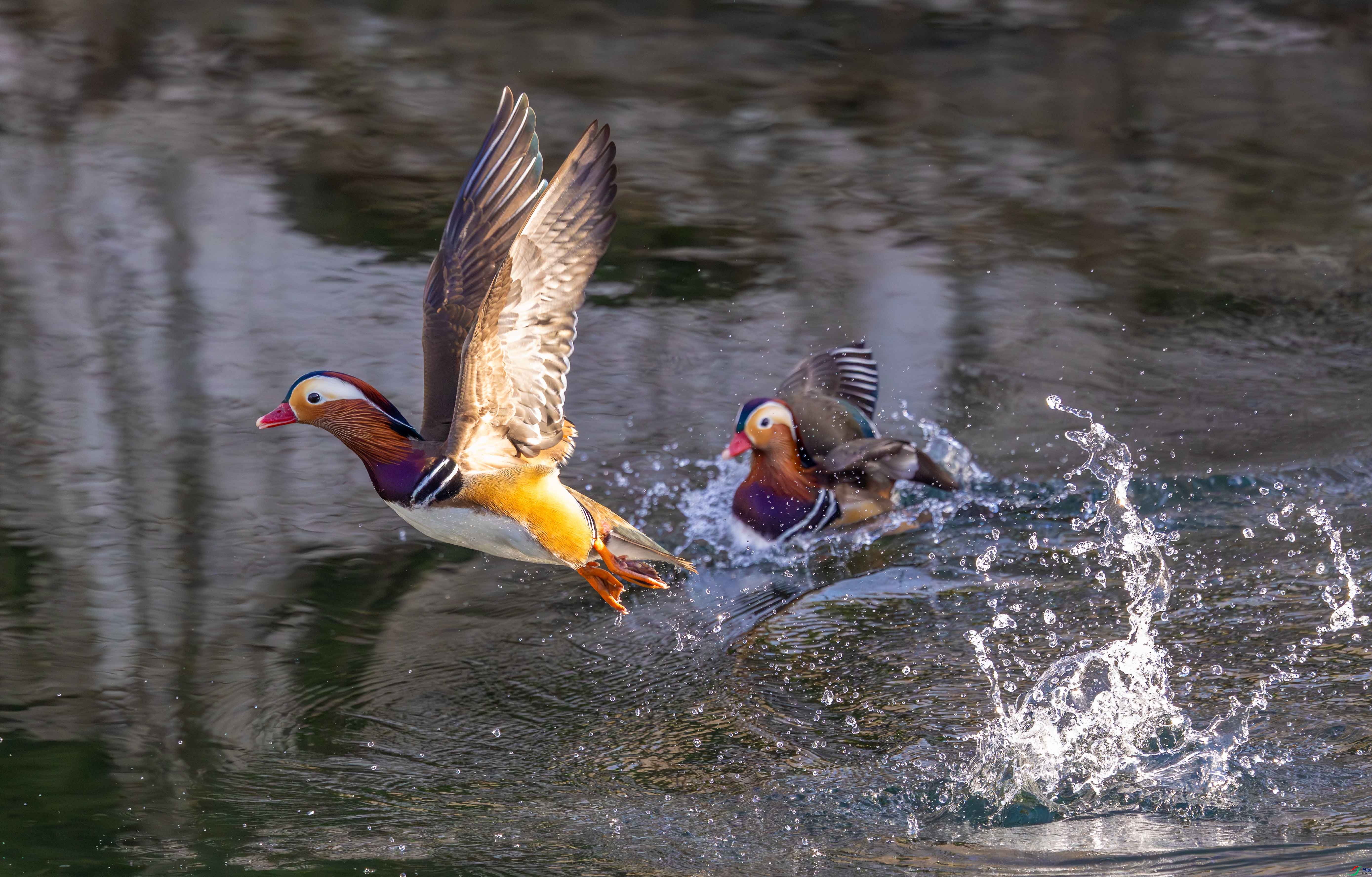 5N2A2473-1 ����.jpg