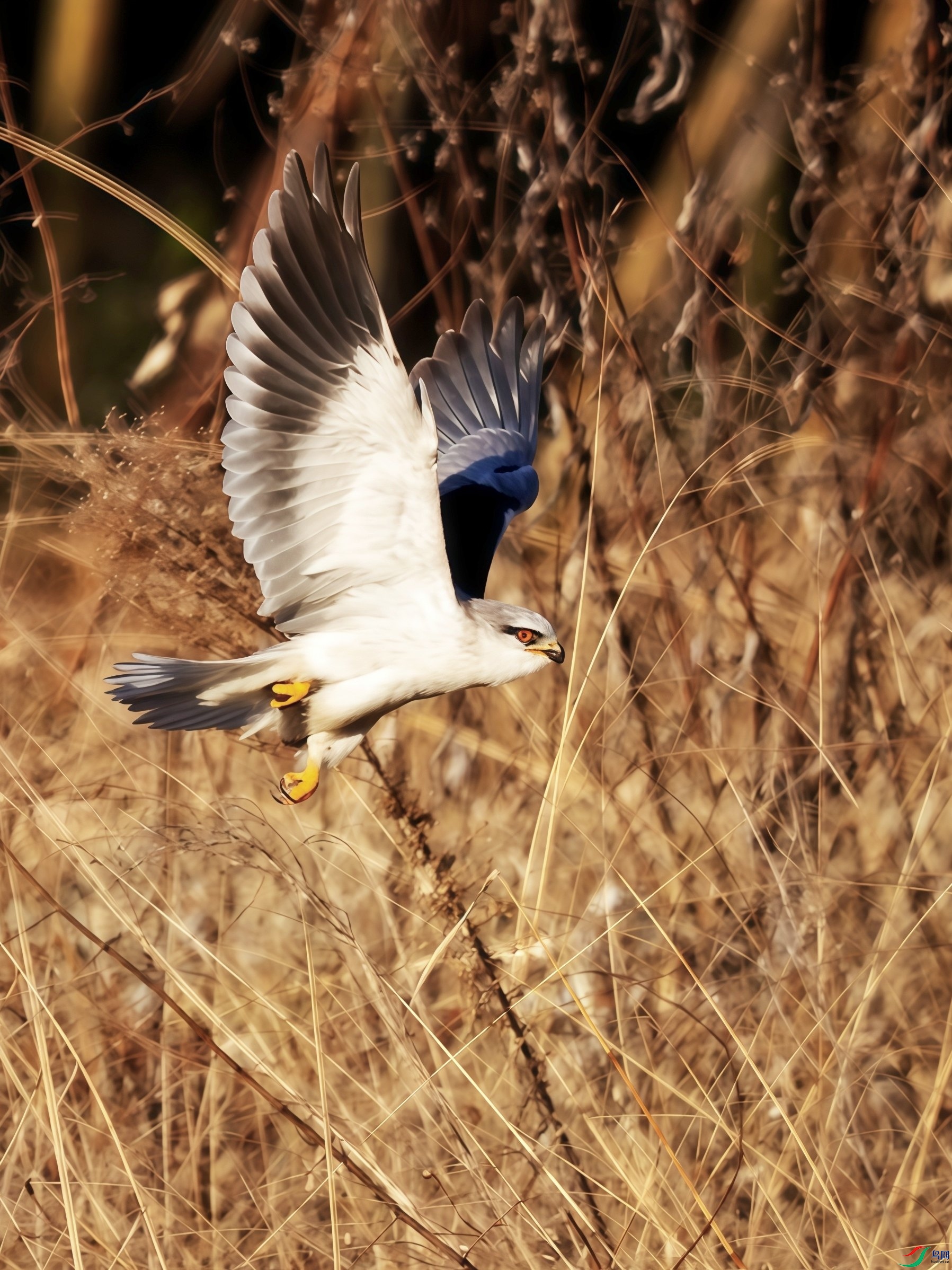 �ݴ��в�������